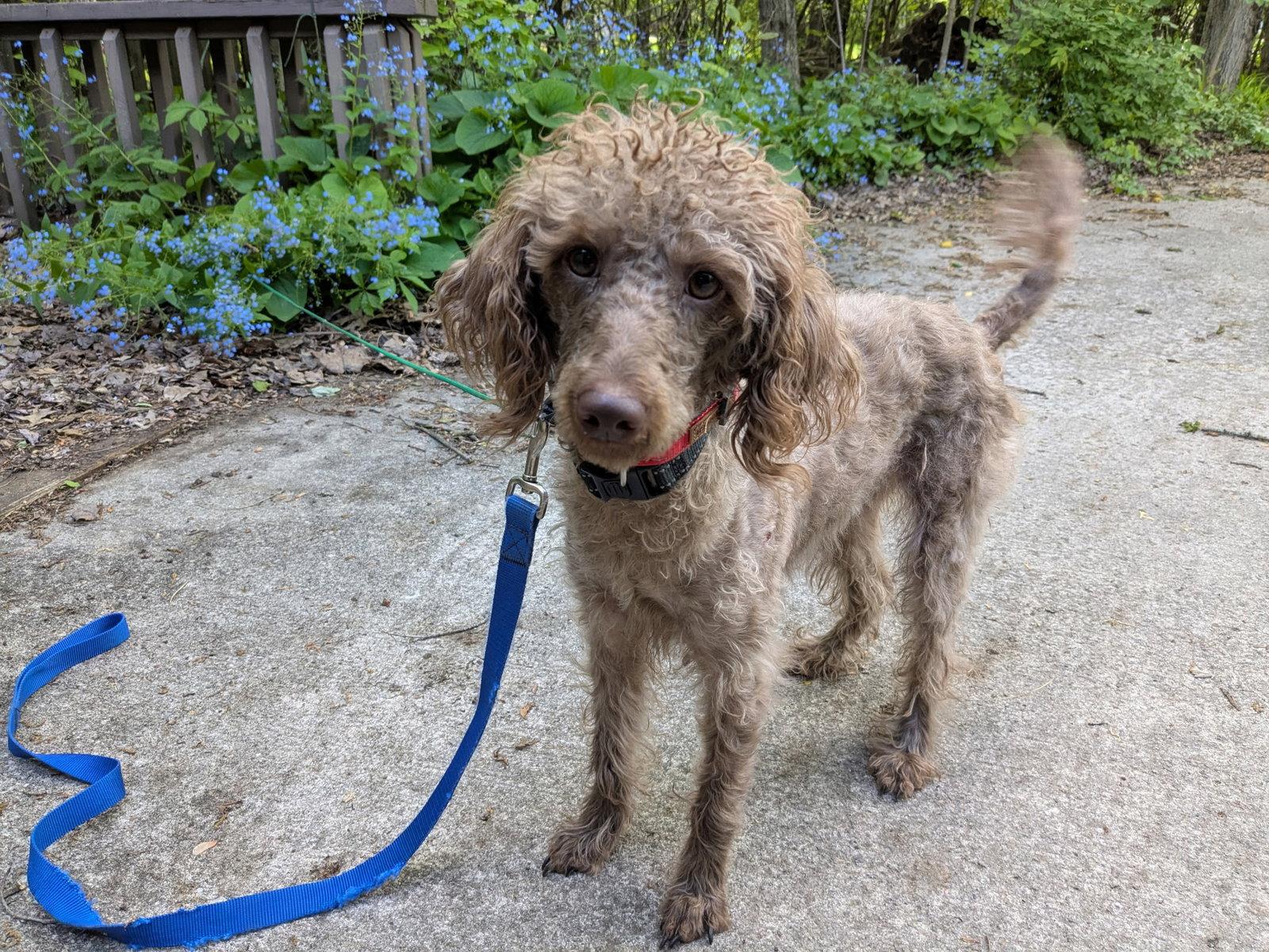 Daisie, a Adoptable Poodle in Powell, OH image 2/3