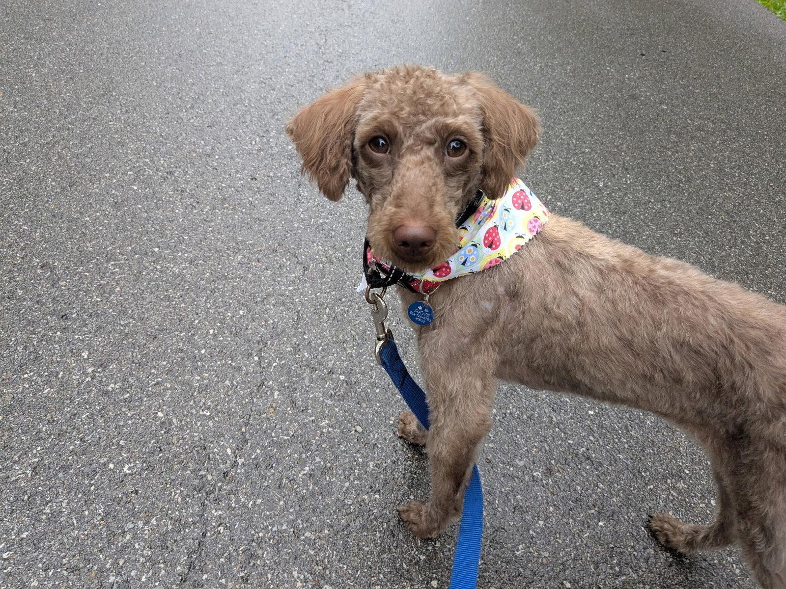 Daisie, a Adoptable Poodle in Powell, OH image 3/3