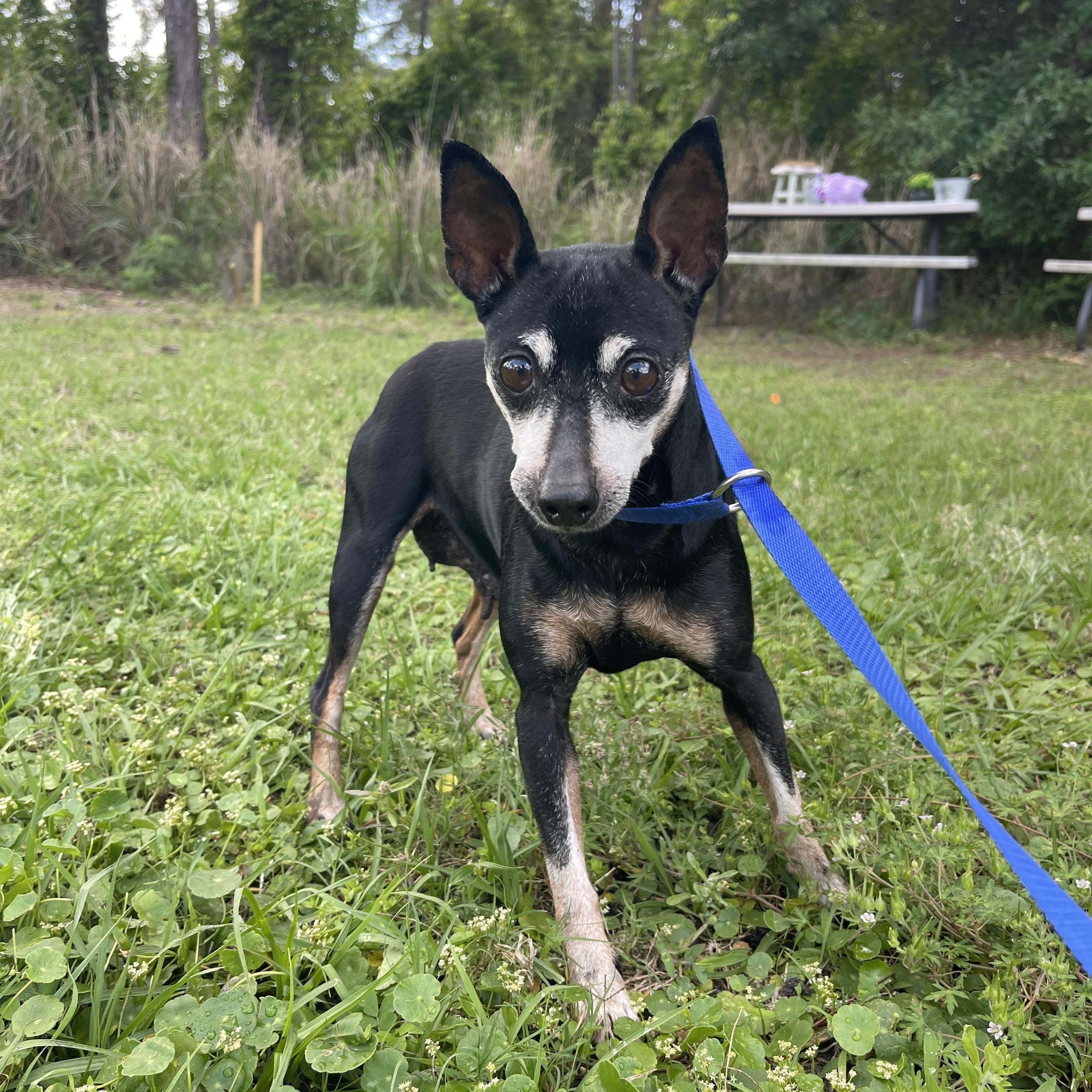Enlarge Samantha , an adopted Miniature Pinscher in Sebring, FL image 3/6