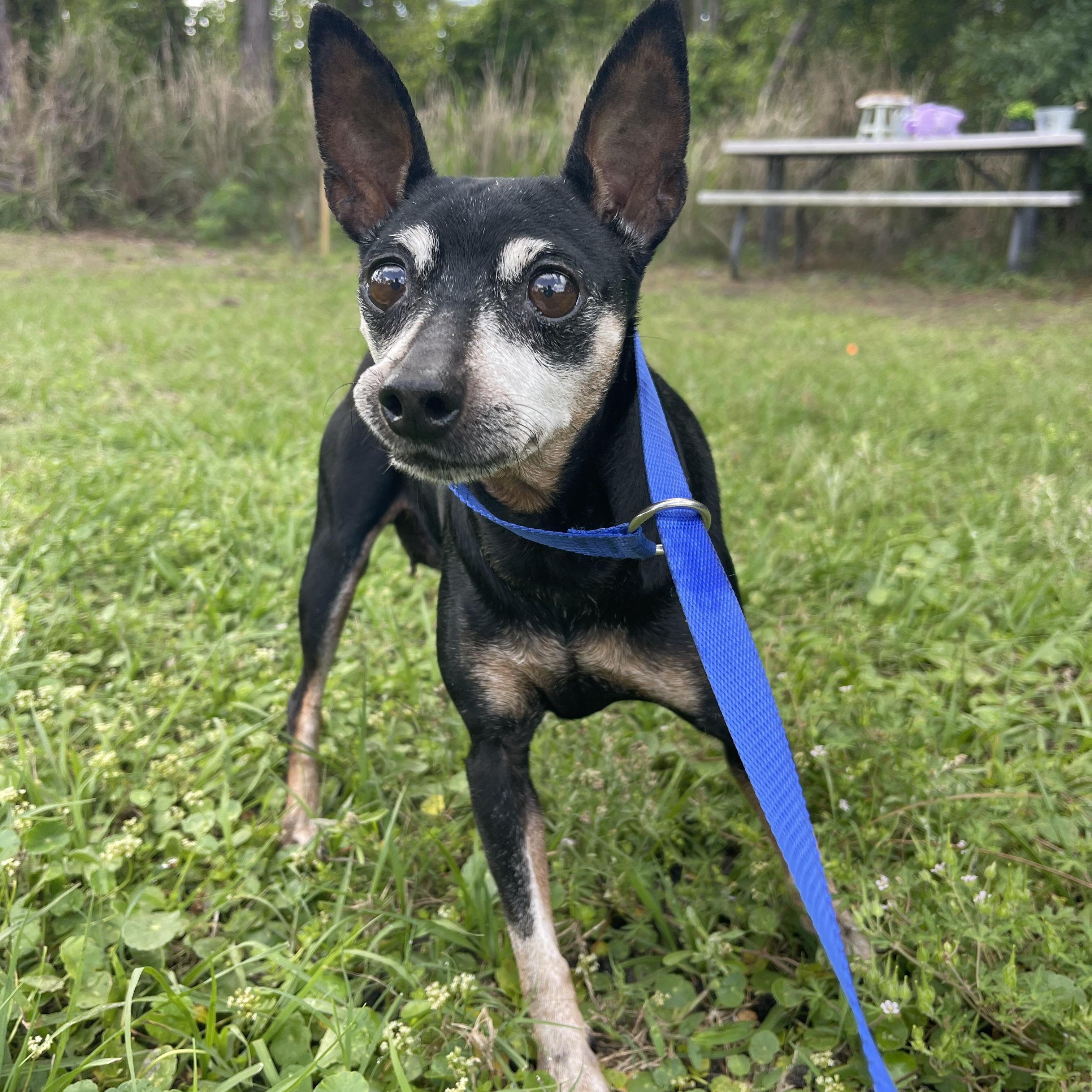 Enlarge Samantha , an adopted Miniature Pinscher in Sebring, FL image 5/6