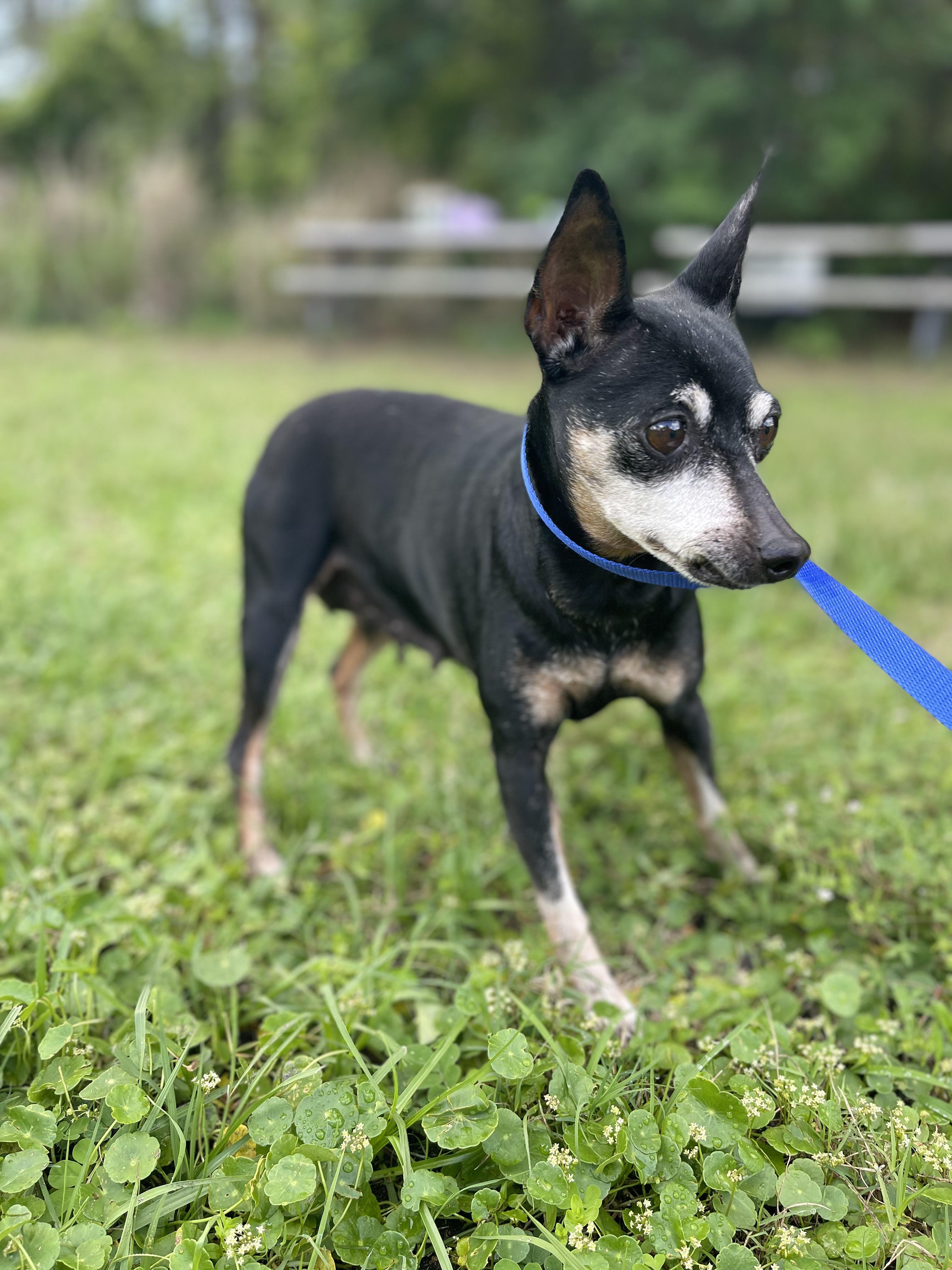 Enlarge Samantha , an adopted Miniature Pinscher in Sebring, FL image 6/6