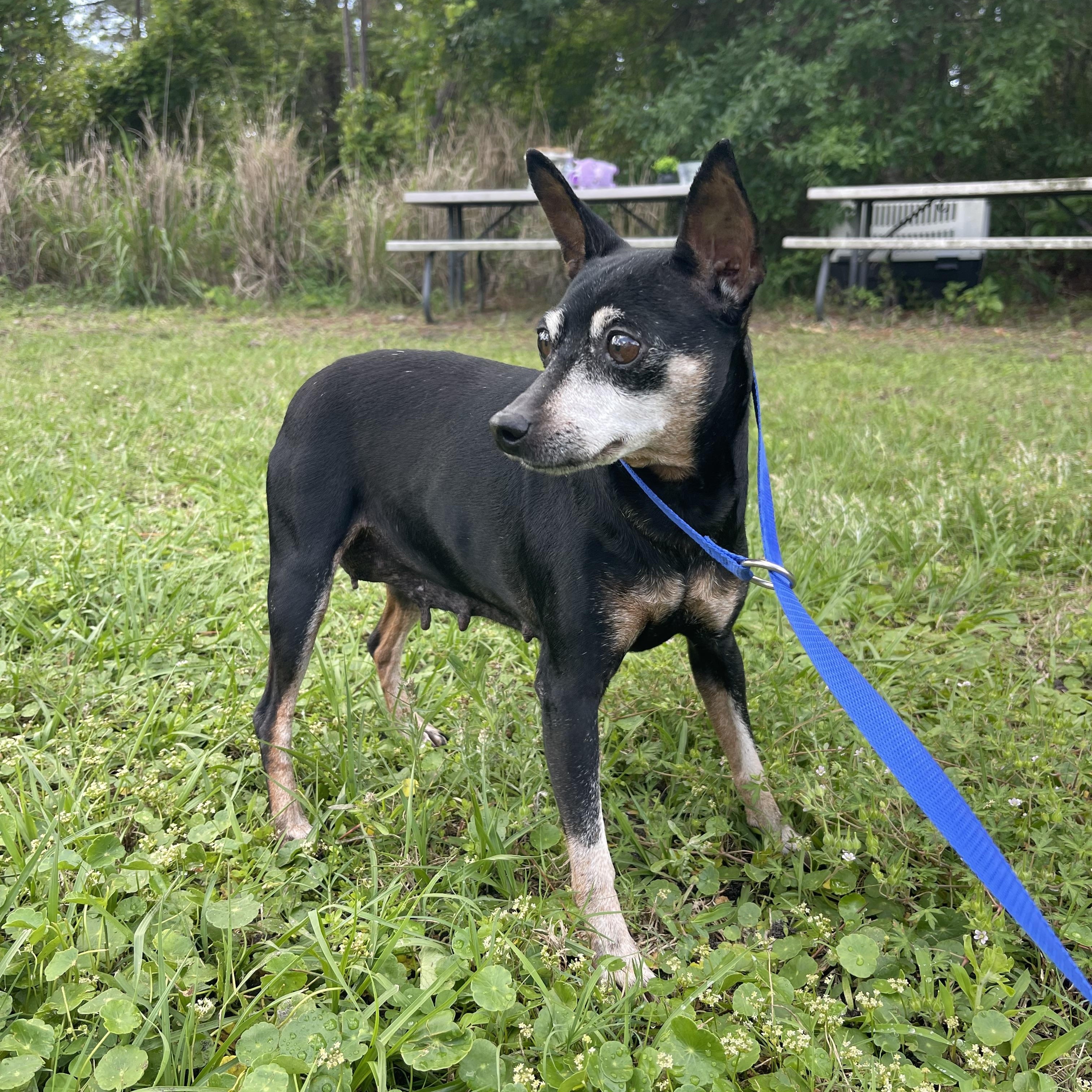 Enlarge Samantha , an adopted Miniature Pinscher in Sebring, FL image 2/6