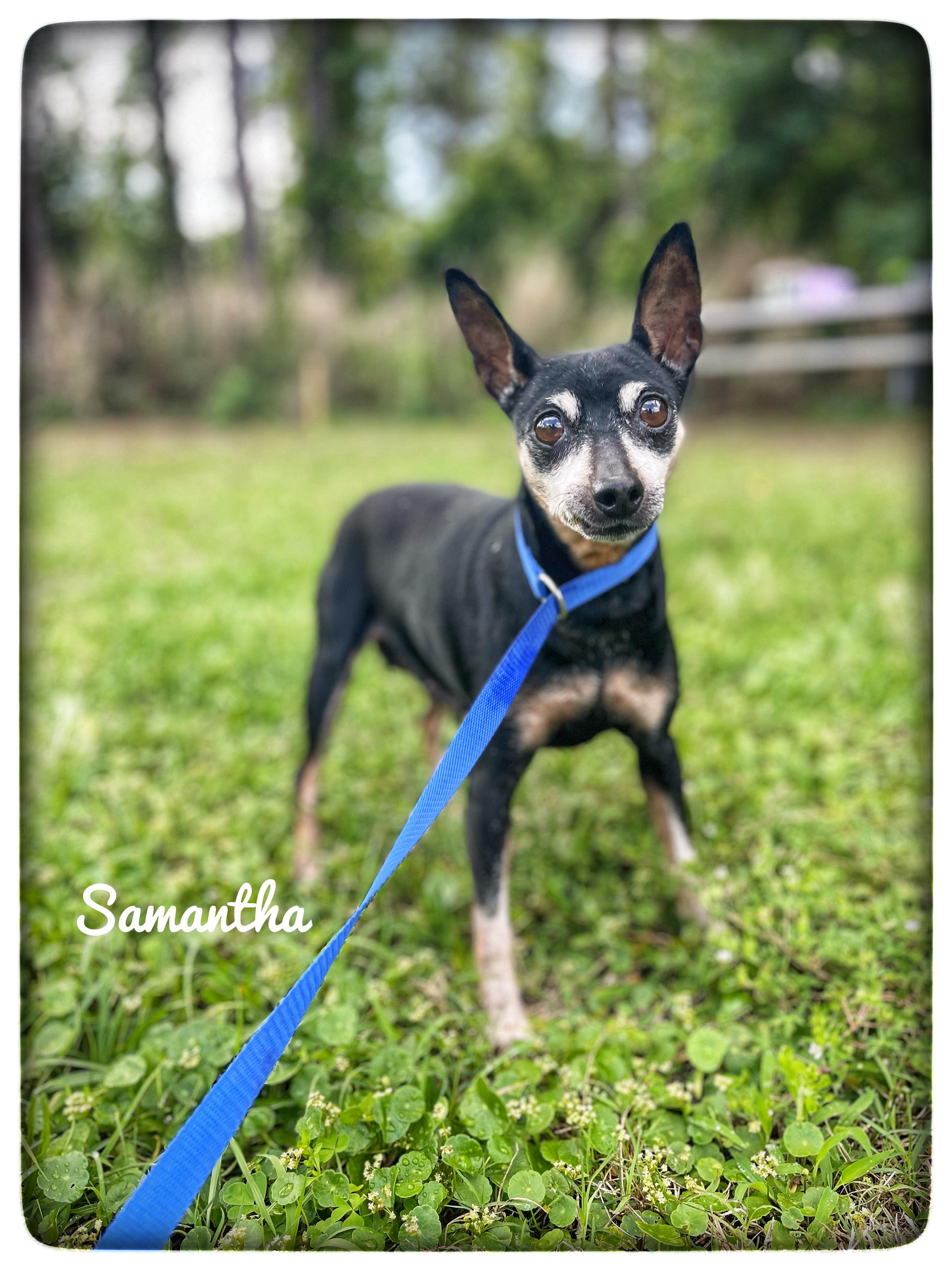 Enlarge Samantha , an adopted Miniature Pinscher in Sebring, FL image 1/6