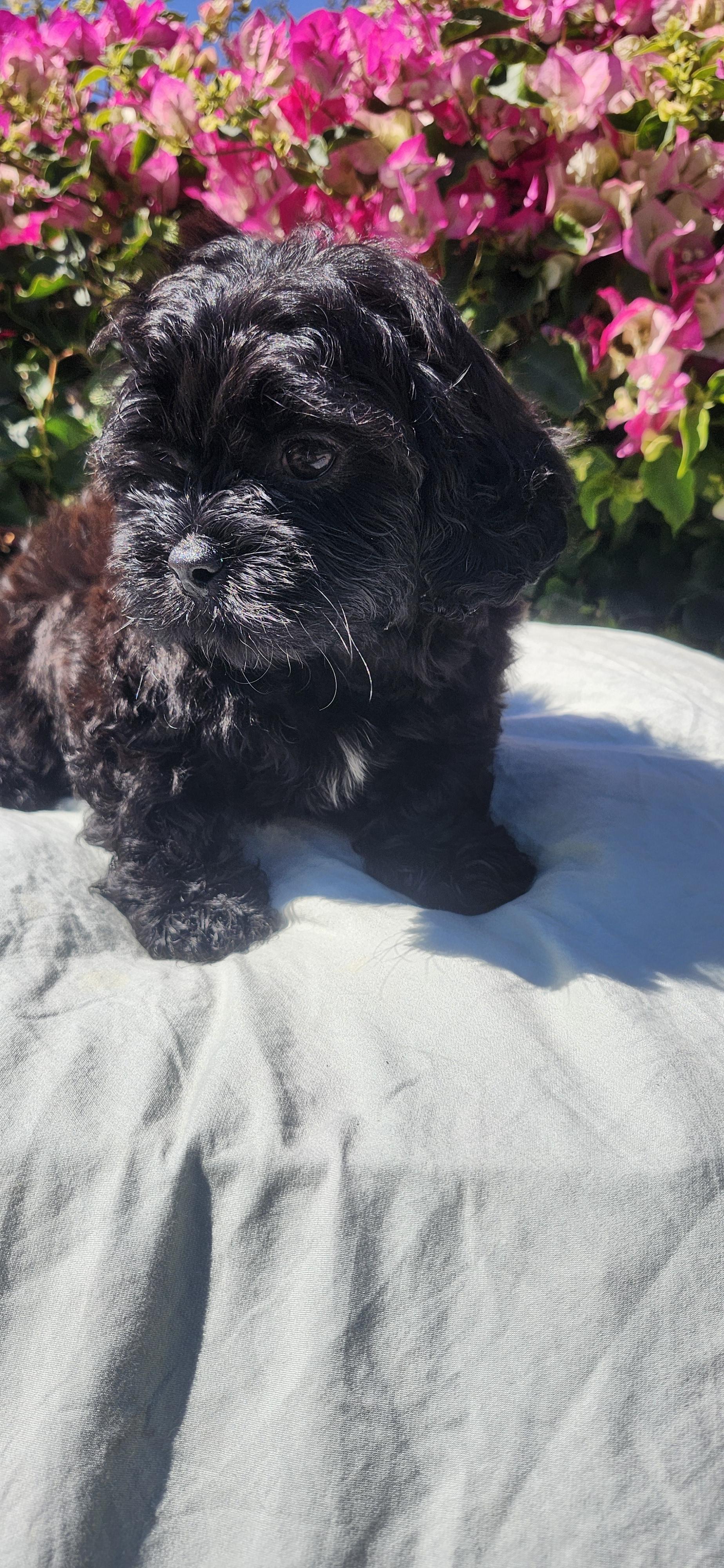 Dusty, a ADOPTABLE Shih poo in Torrance, CA image 4/4