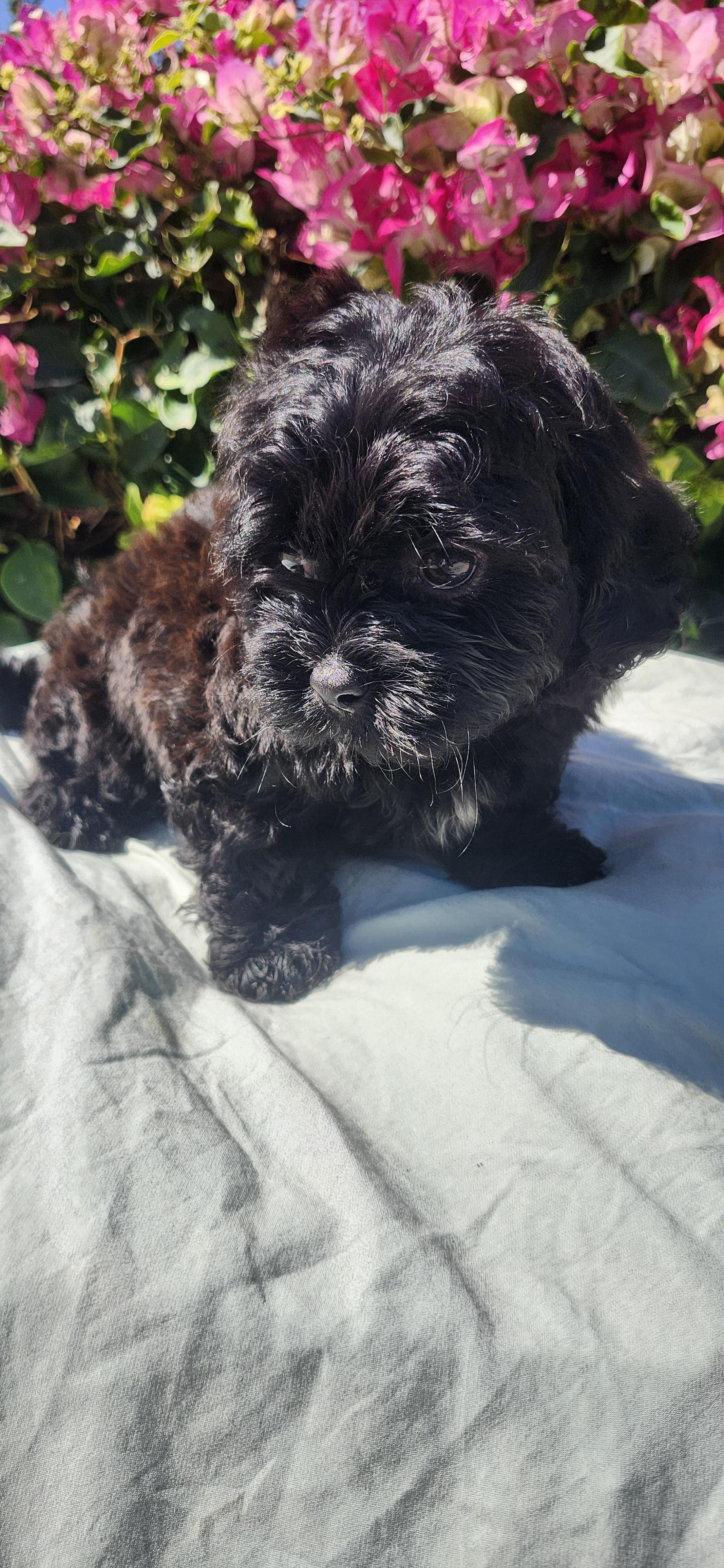 Dusty, a ADOPTABLE Shih poo in Torrance, CA image 1/4