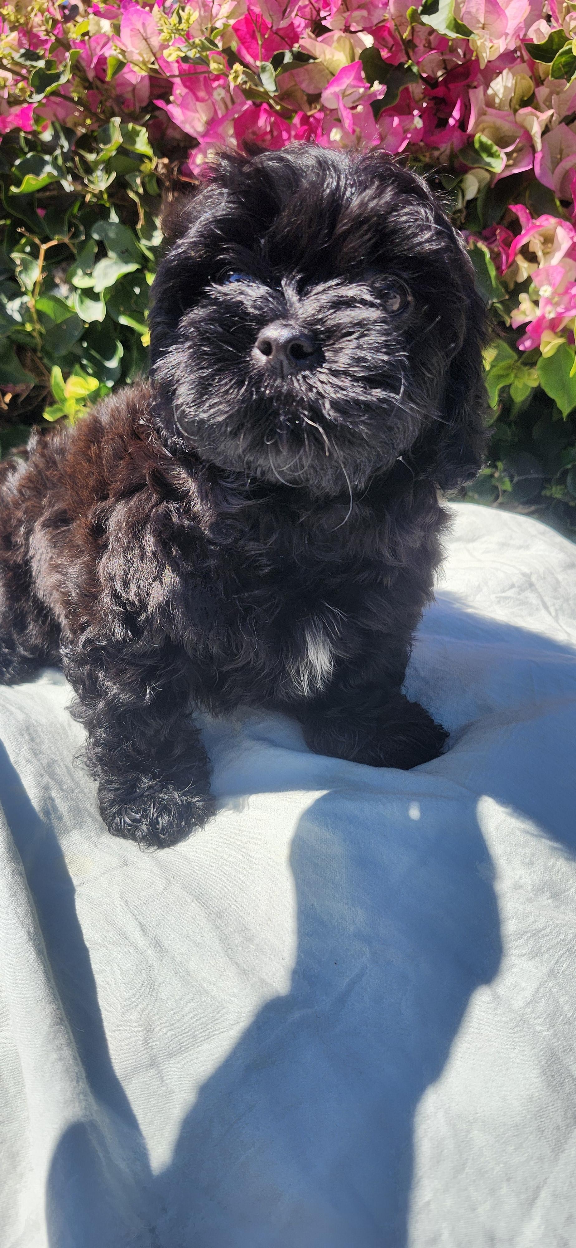 Dusty, a ADOPTABLE Shih poo in Torrance, CA image 2/4