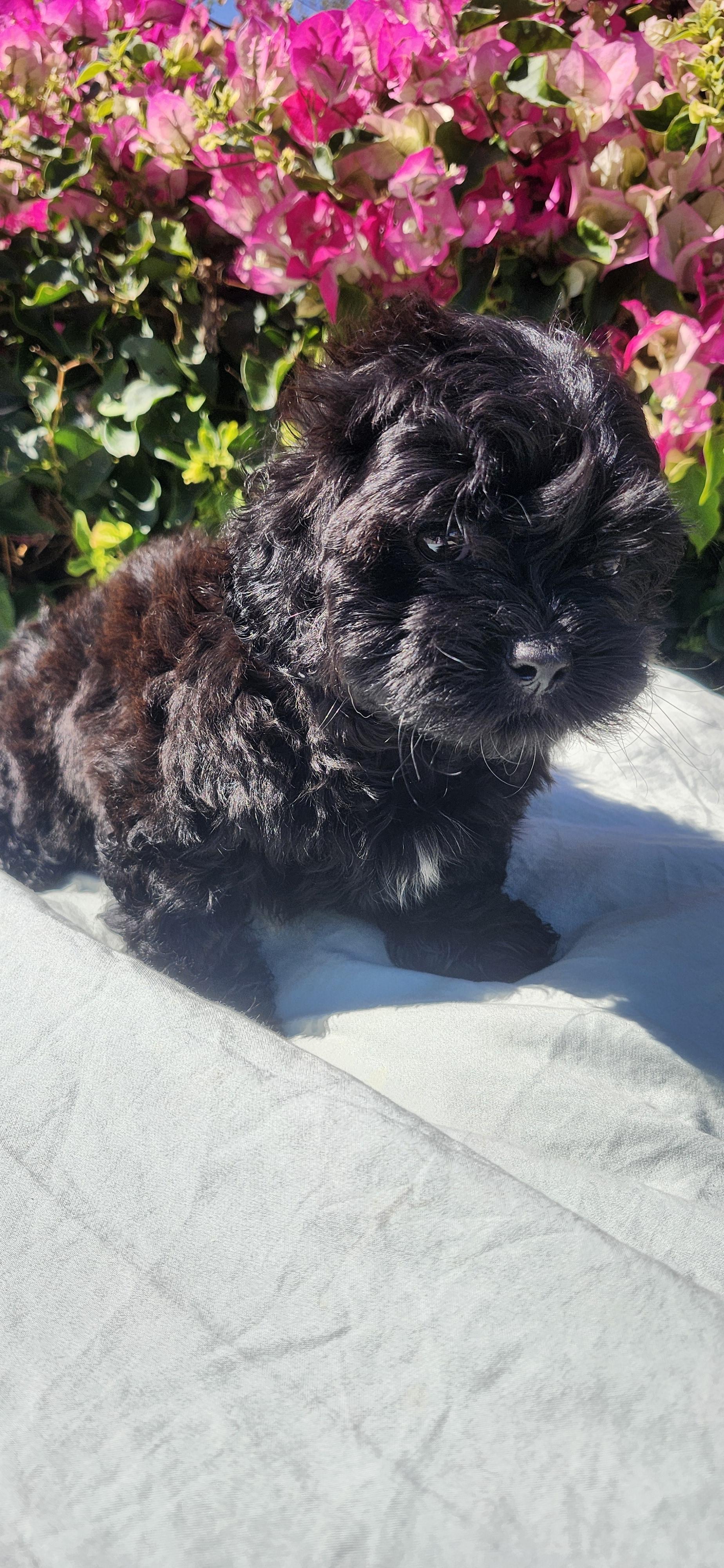Dusty, a ADOPTABLE Shih poo in Torrance, CA image 3/4