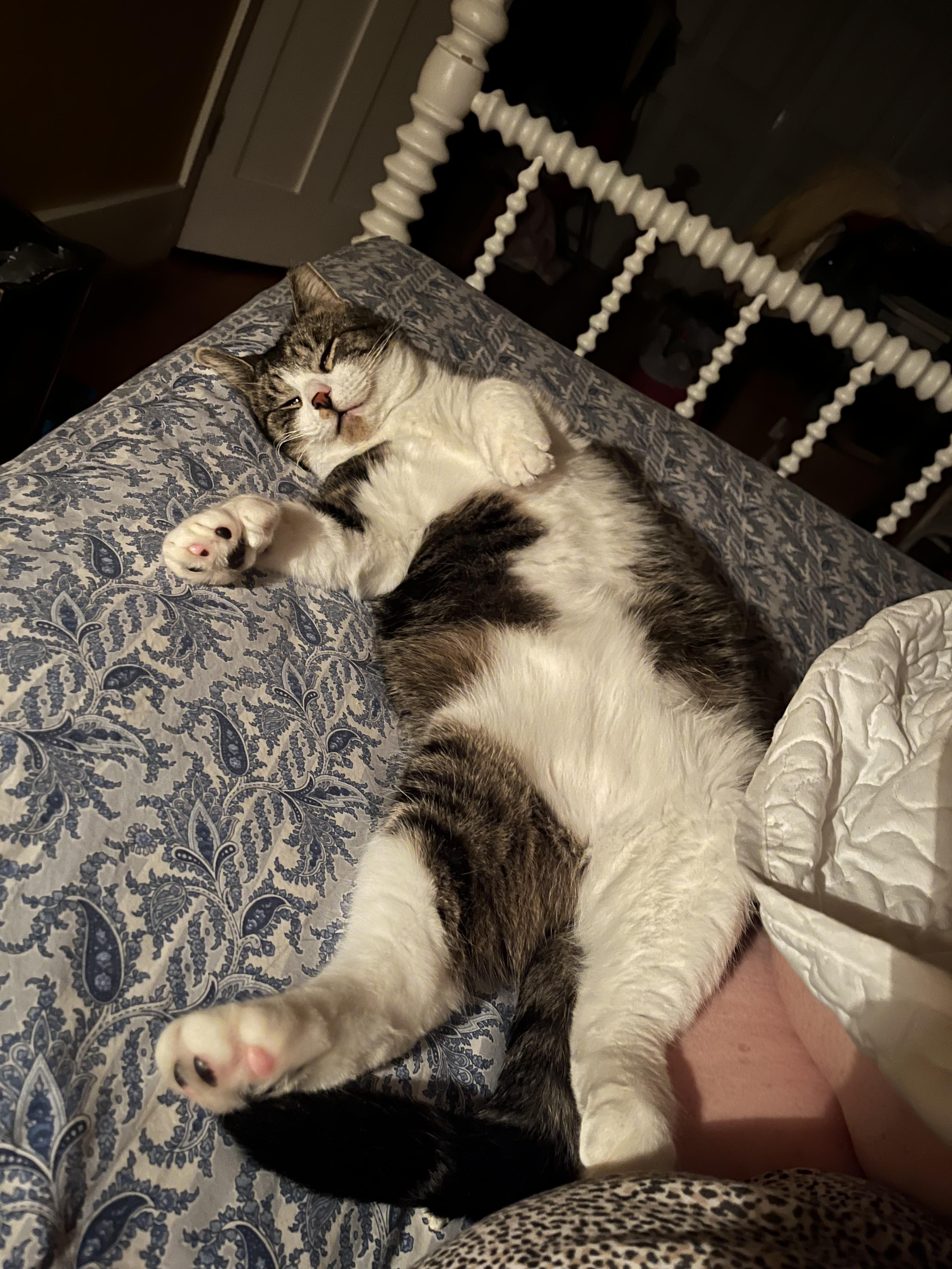 Enlarge Thumbs (polydactyl -has extra toes), a ADOPTABLE Tabby in Brighton, MI image 3/6