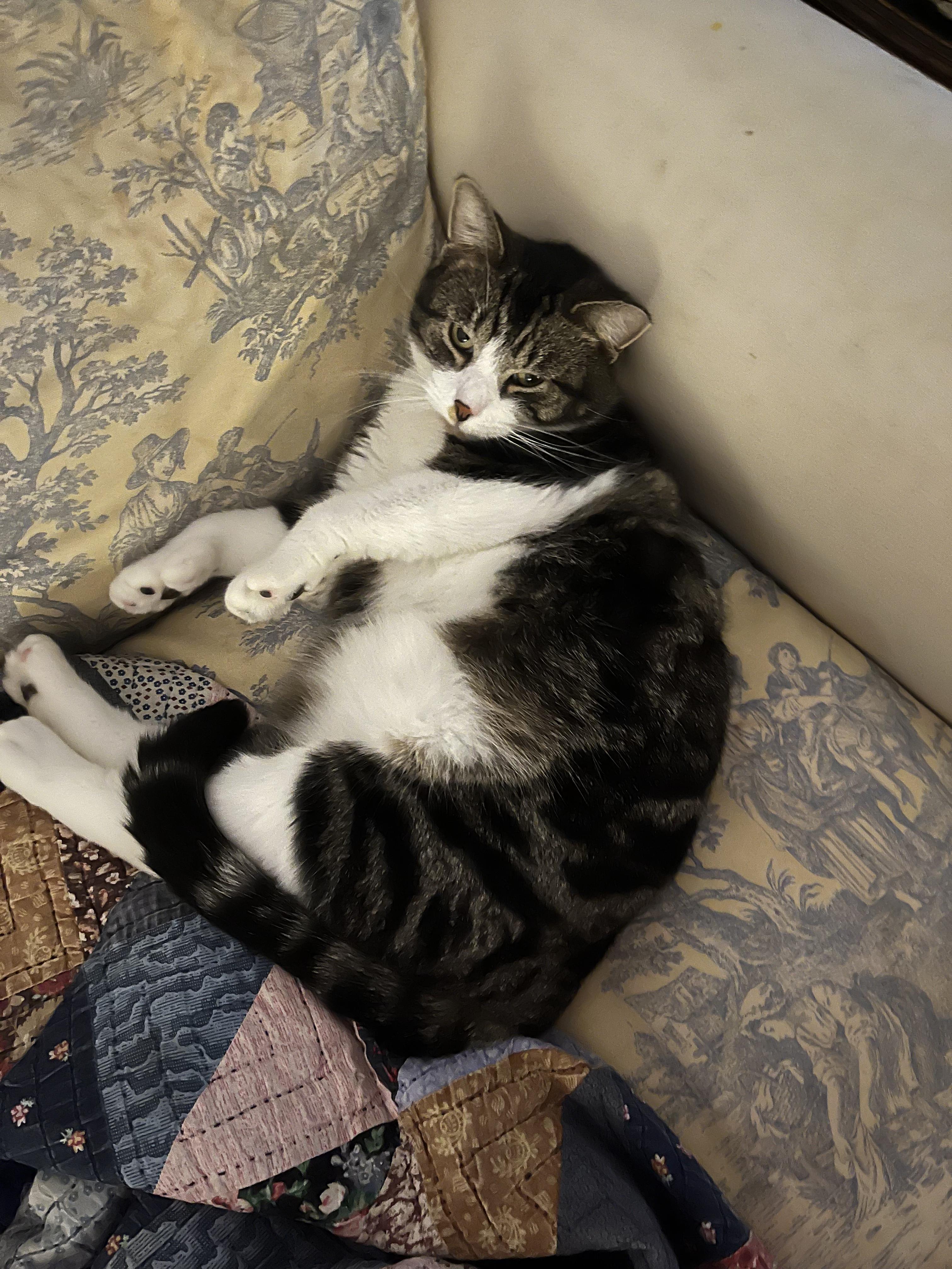 Enlarge Thumbs (polydactyl -has extra toes), a ADOPTABLE Tabby in Brighton, MI image 4/6