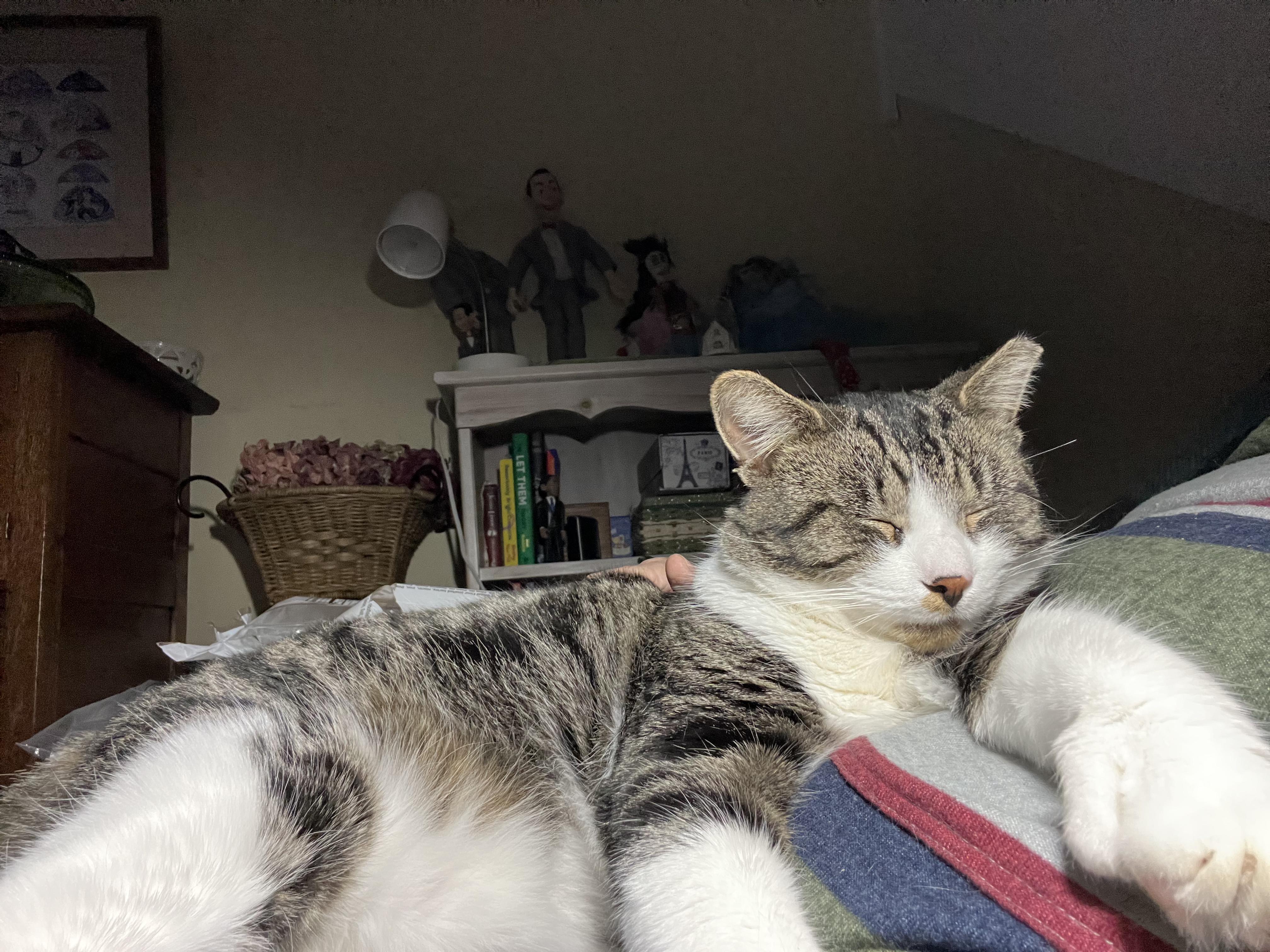 Enlarge Thumbs (polydactyl -has extra toes), a ADOPTABLE Tabby in Brighton, MI image 5/6