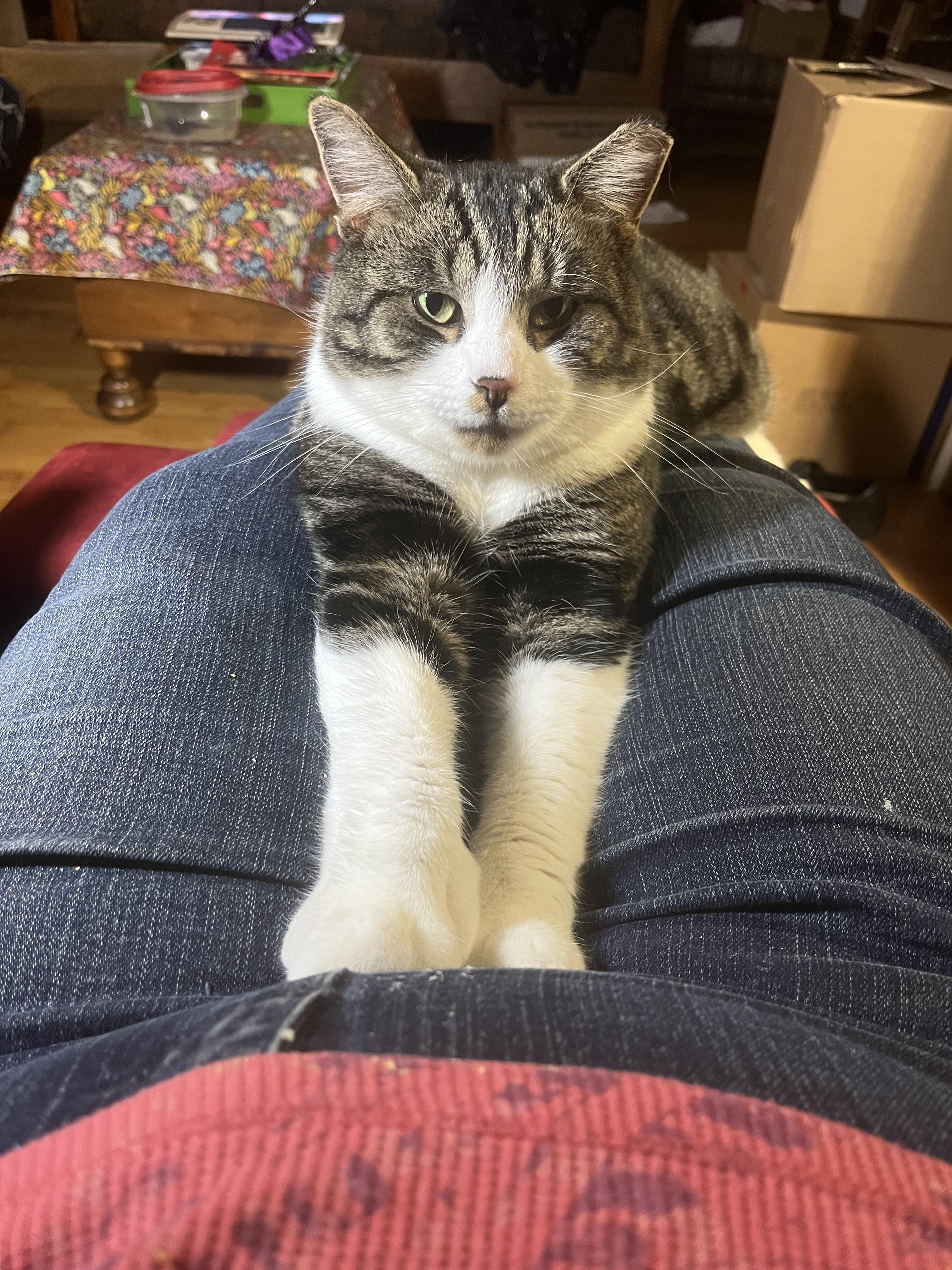 Thumbs (polydactyl -has extra toes), ADOPTABLE, Adult Male Tabby.