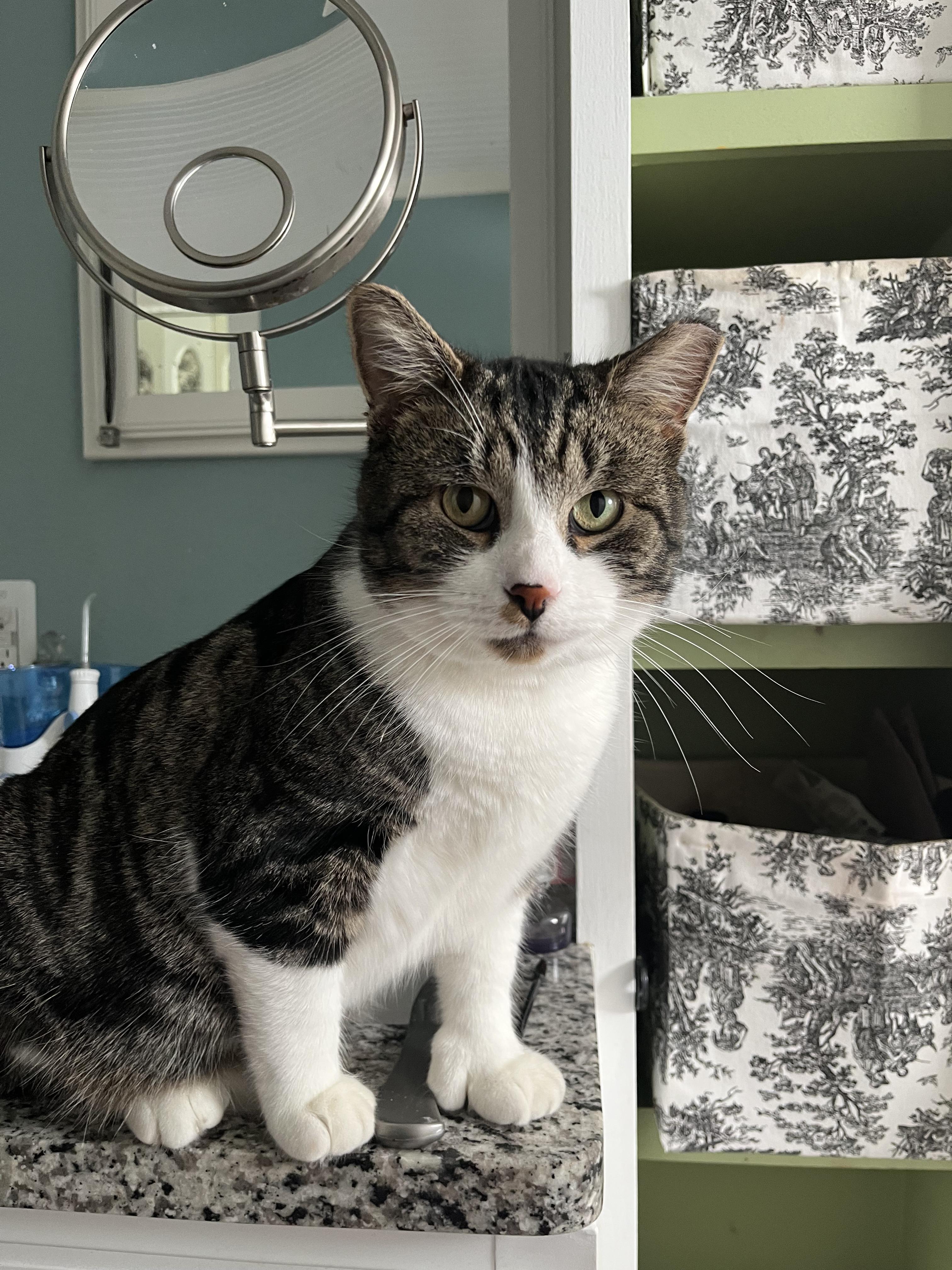 Enlarge Thumbs (polydactyl -has extra toes), a ADOPTABLE Tabby in Brighton, MI image 2/6