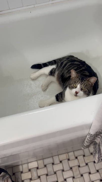 Enlarge Thumbs (polydactyl -has extra toes), a ADOPTABLE Tabby in Brighton, MI video 6/6