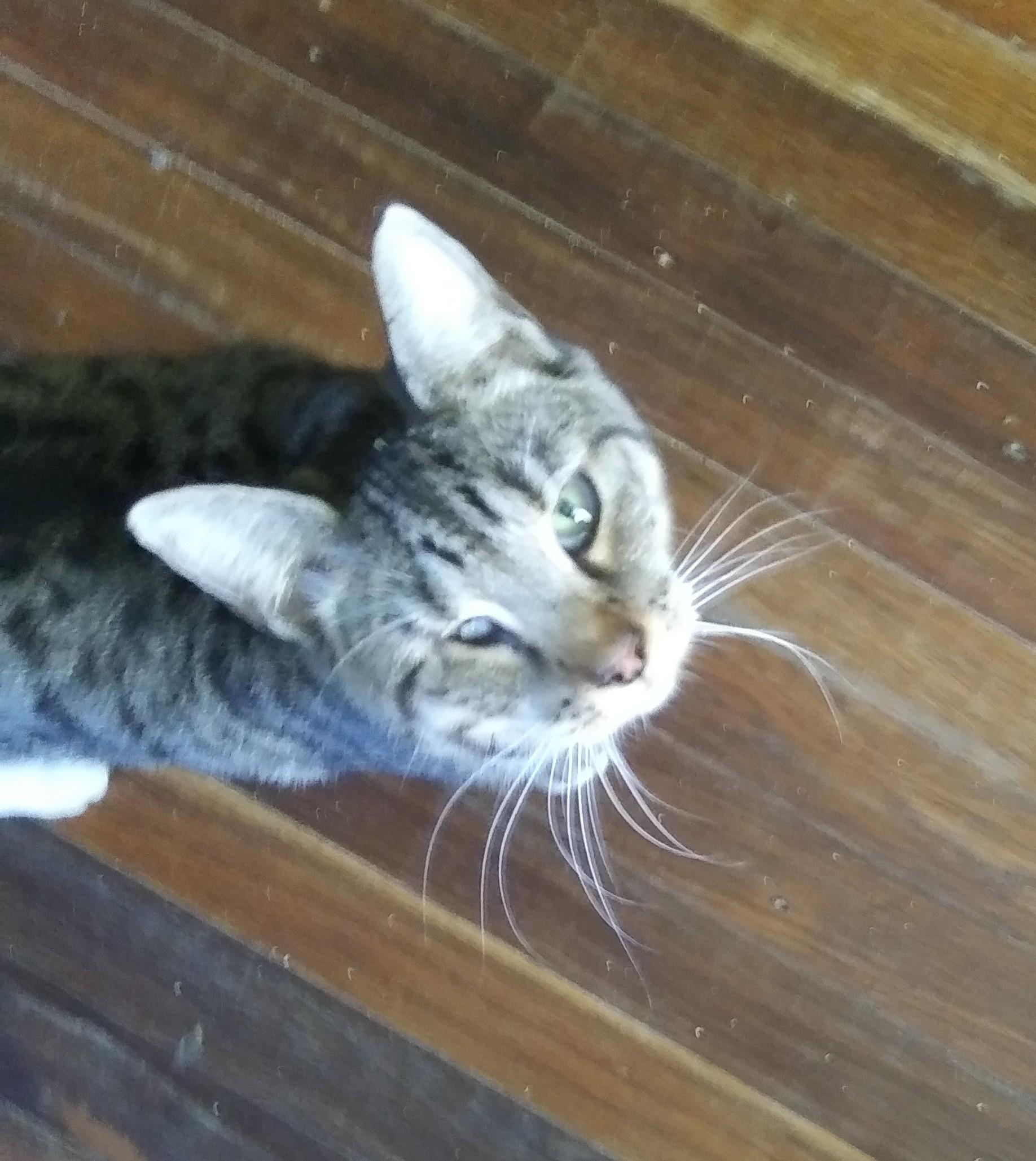 Enlarge Anneliese, a Adoptable Domestic Short Hair in Port Wentworth, GA image 2/5