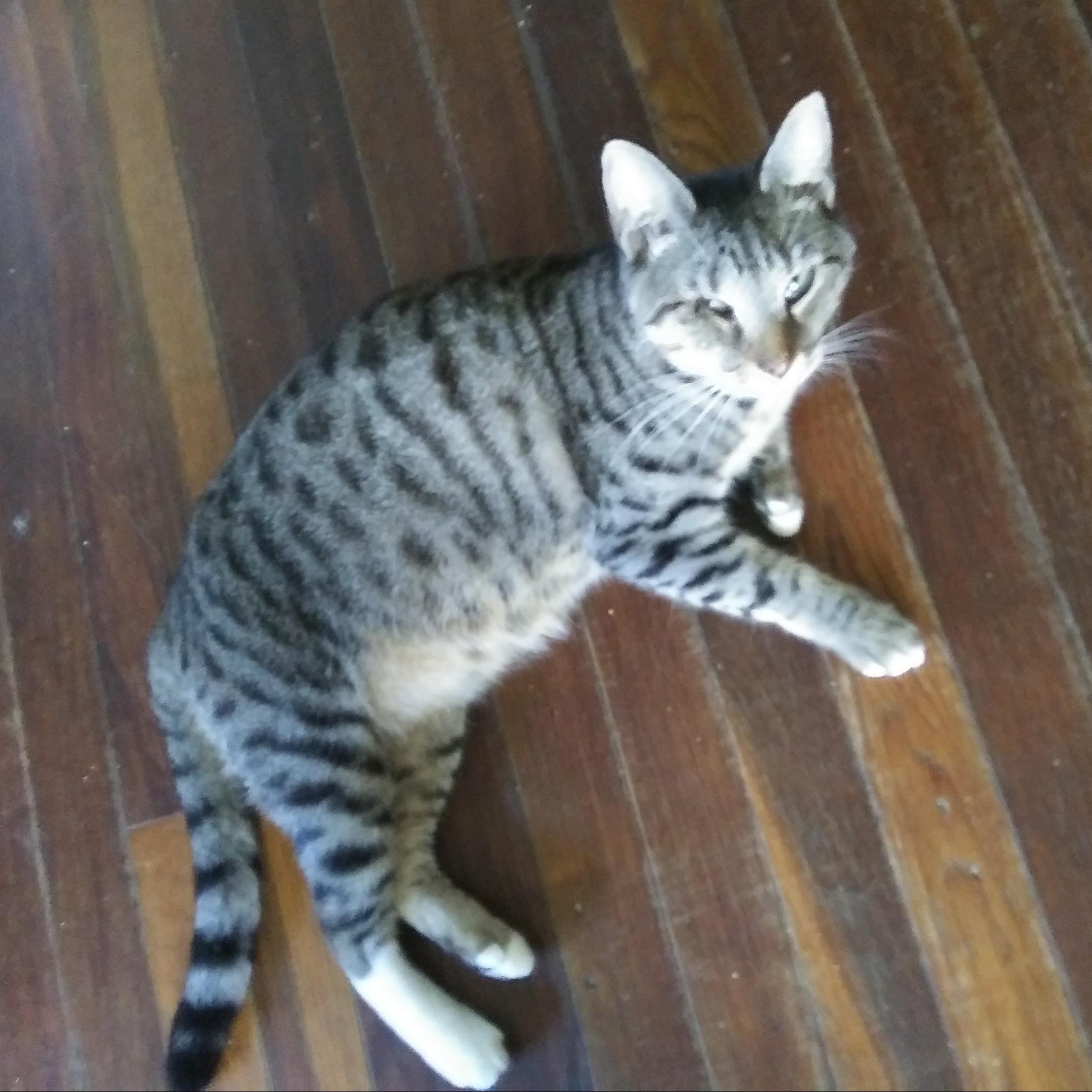 Enlarge Anneliese, a Adoptable Domestic Short Hair in Port Wentworth, GA image 4/5