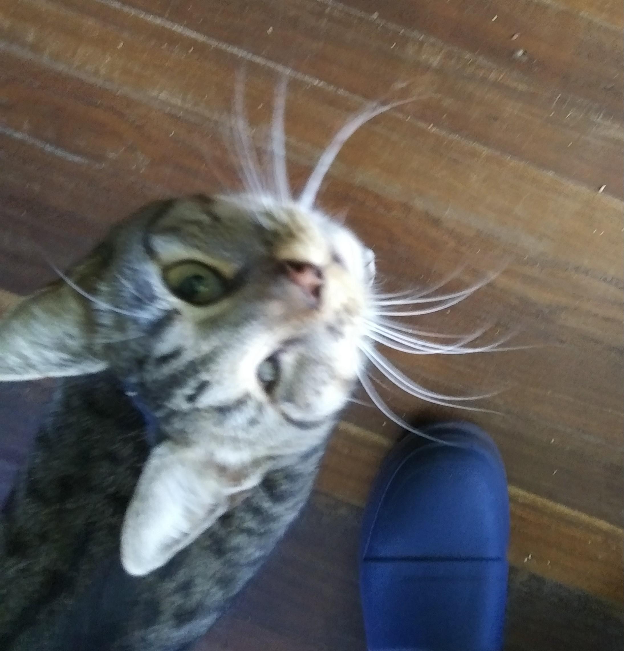 Enlarge Anneliese, a Adoptable Domestic Short Hair in Port Wentworth, GA image 1/5