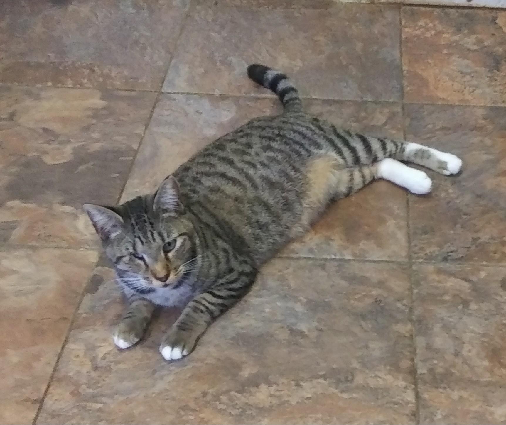 Enlarge Anneliese, a Adoptable Domestic Short Hair in Port Wentworth, GA image 5/5