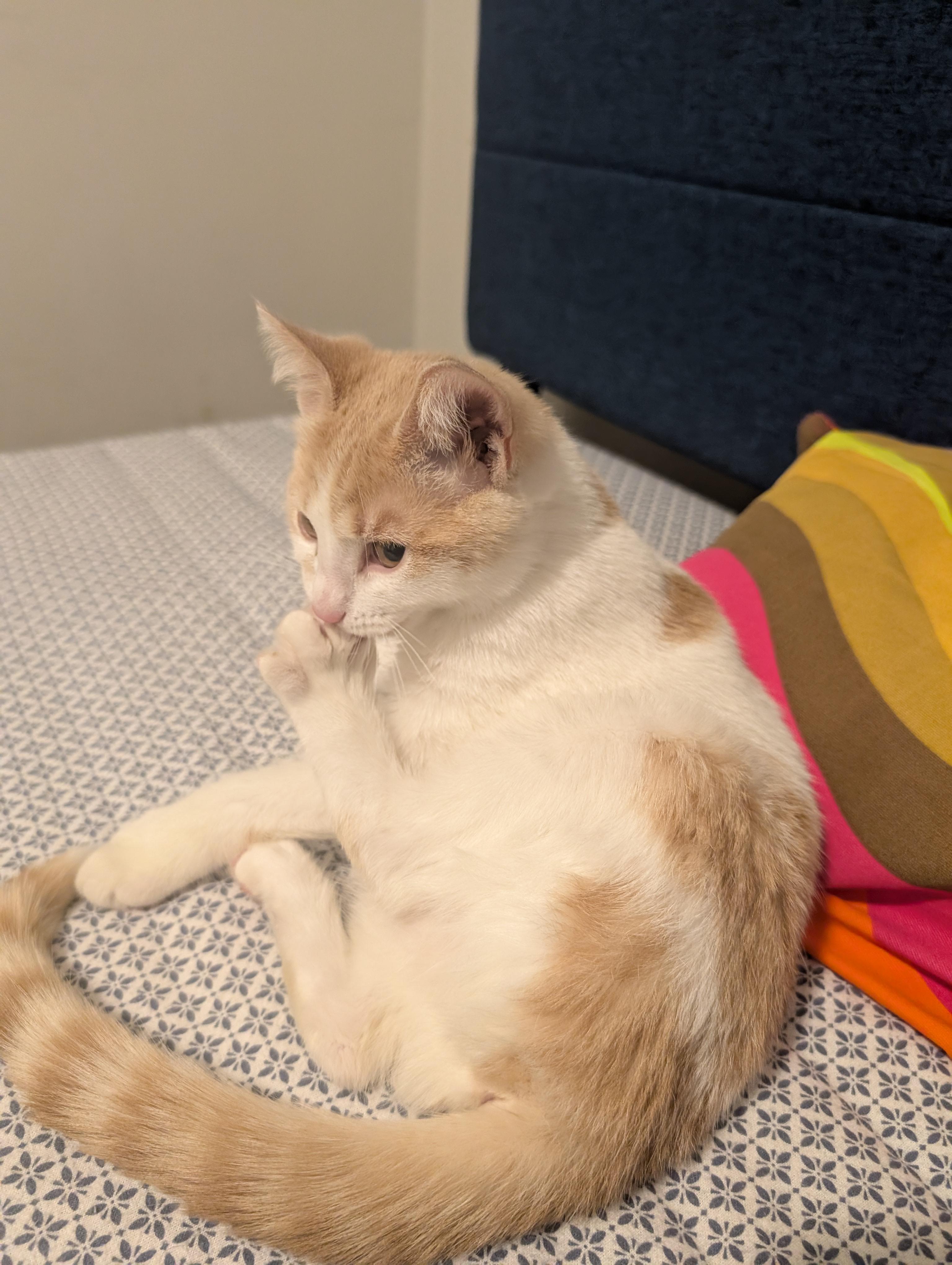 Enlarge Victoria, an adopted Domestic Short Hair in Mississauga, ON image 2/5