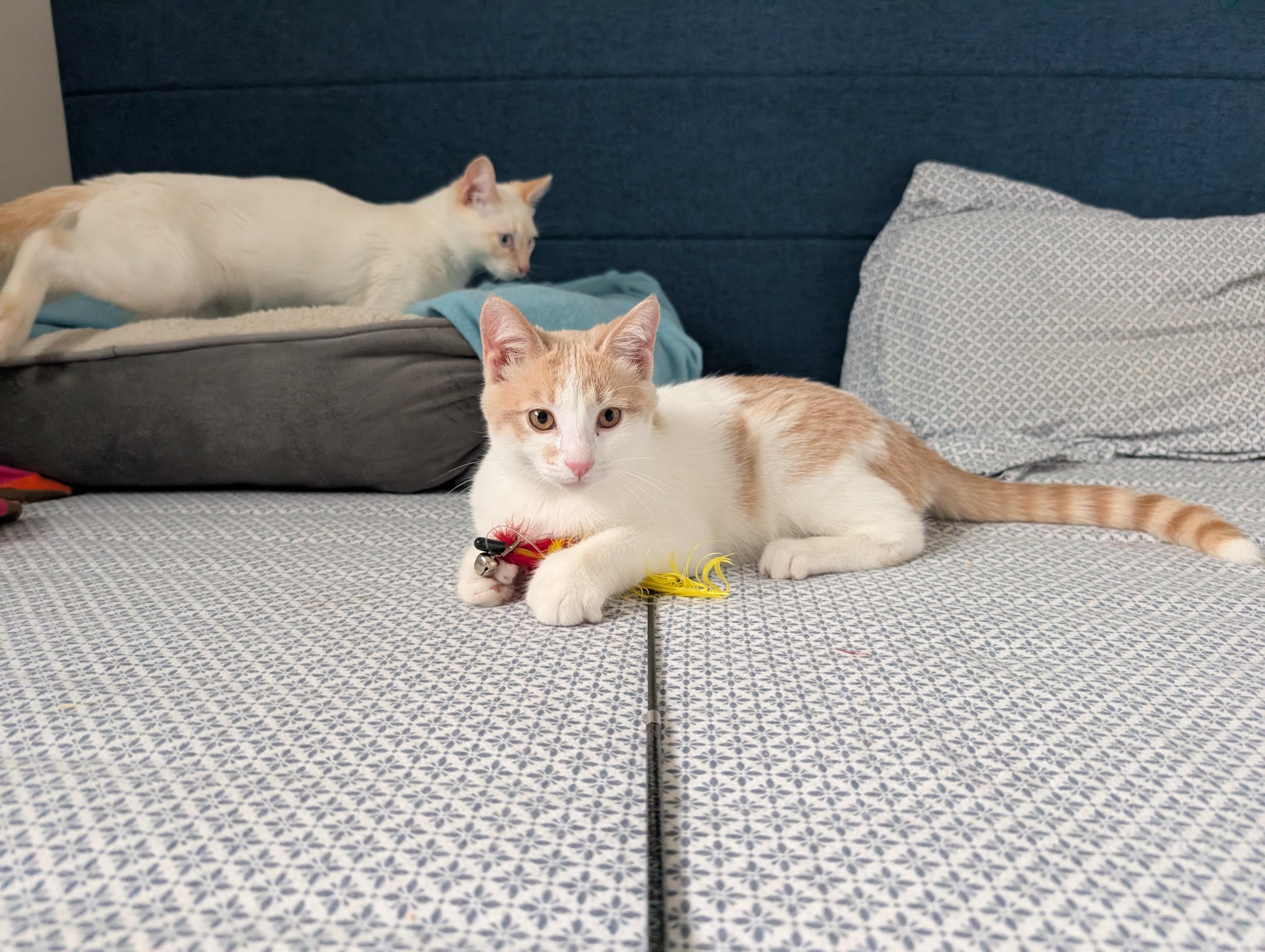 Enlarge Victoria, an adopted Domestic Short Hair in Mississauga, ON image 3/5