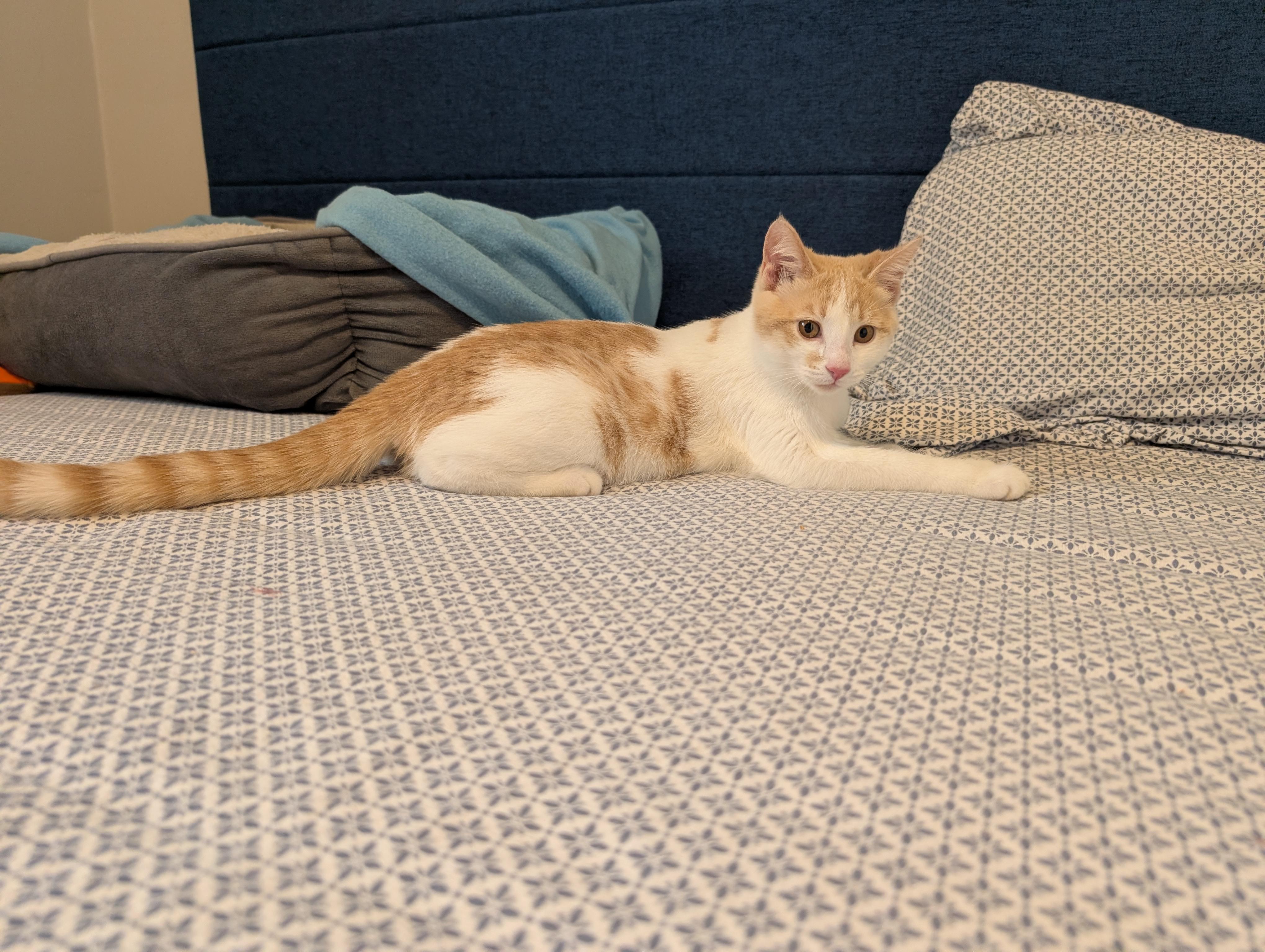 Enlarge Victoria, an adopted Domestic Short Hair in Mississauga, ON image 5/5