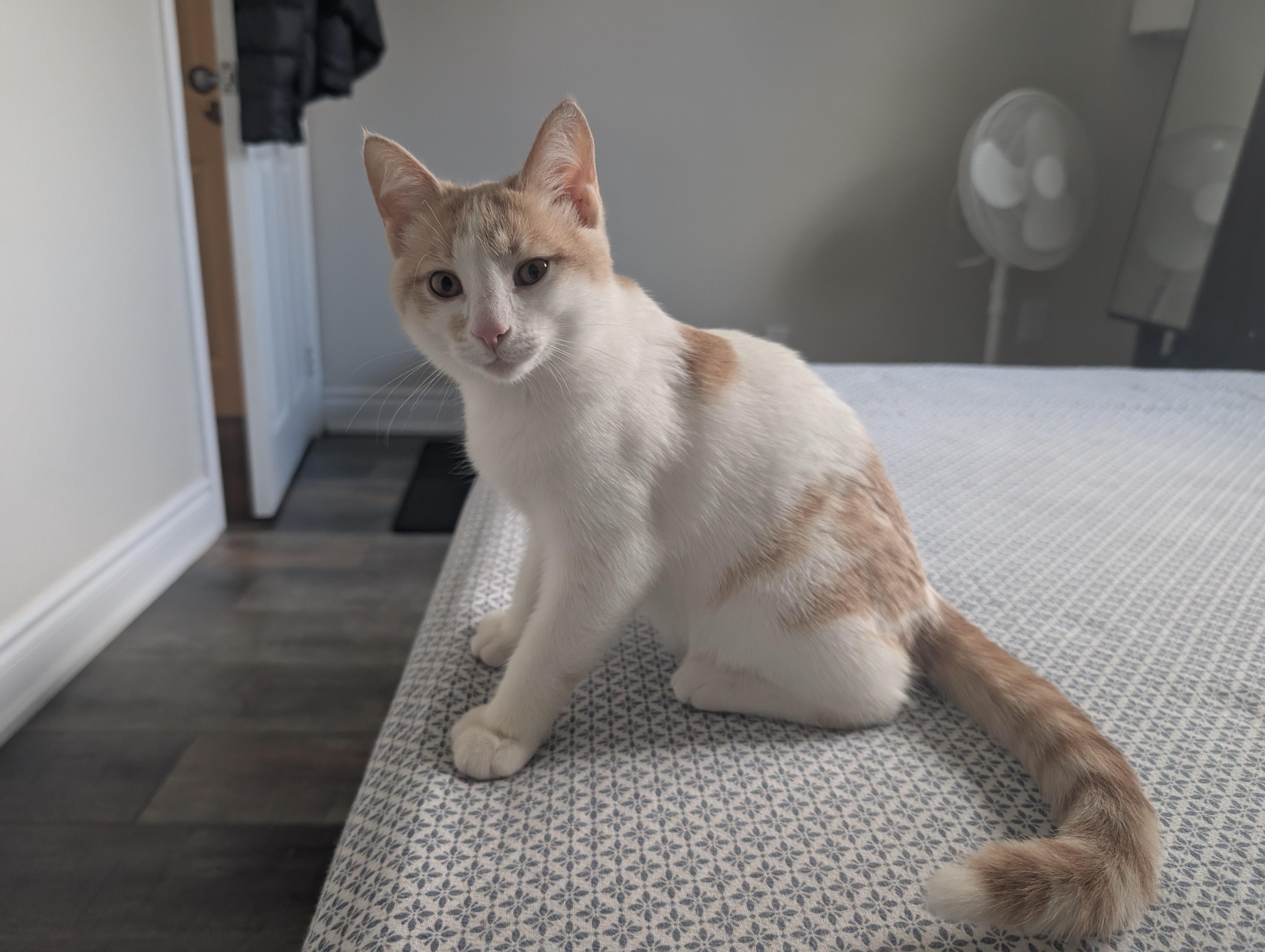 Enlarge Victoria, an adopted Domestic Short Hair in Mississauga, ON image 4/5
