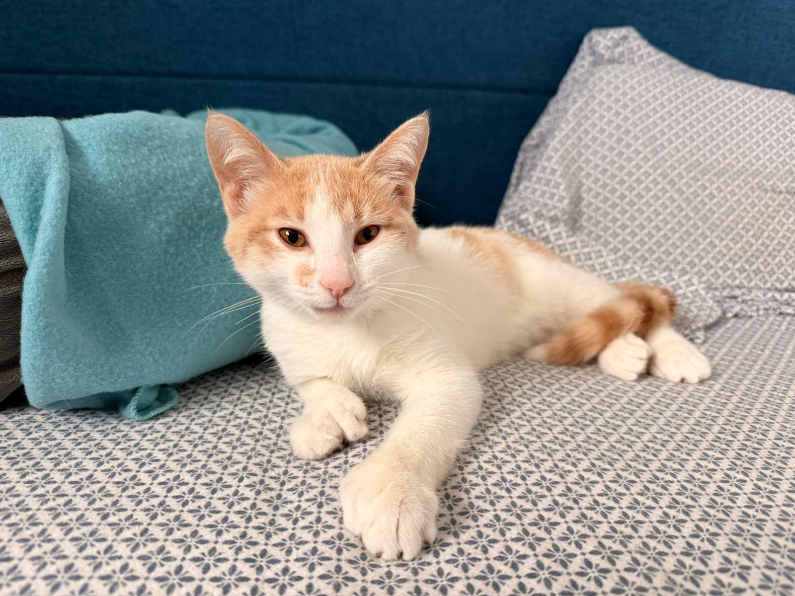 Victoria, adopted, Kitten Female Domestic Short Hair.