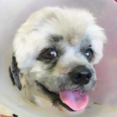 Million, ADOPTABLE, Adult Male Shih Tzu.