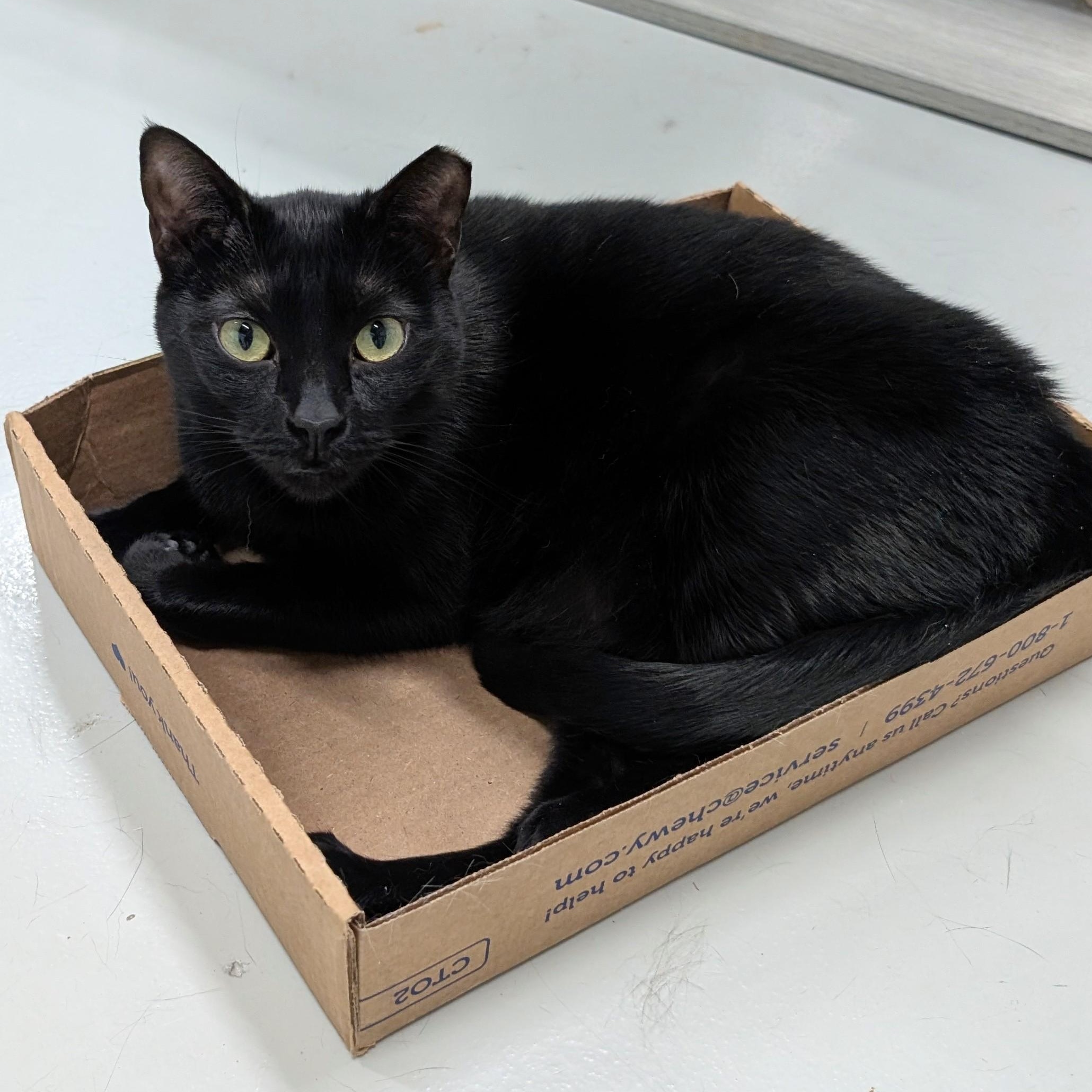 Misty Blue, a Adoptable American Shorthair in West Palm Beach, FL image 4/6