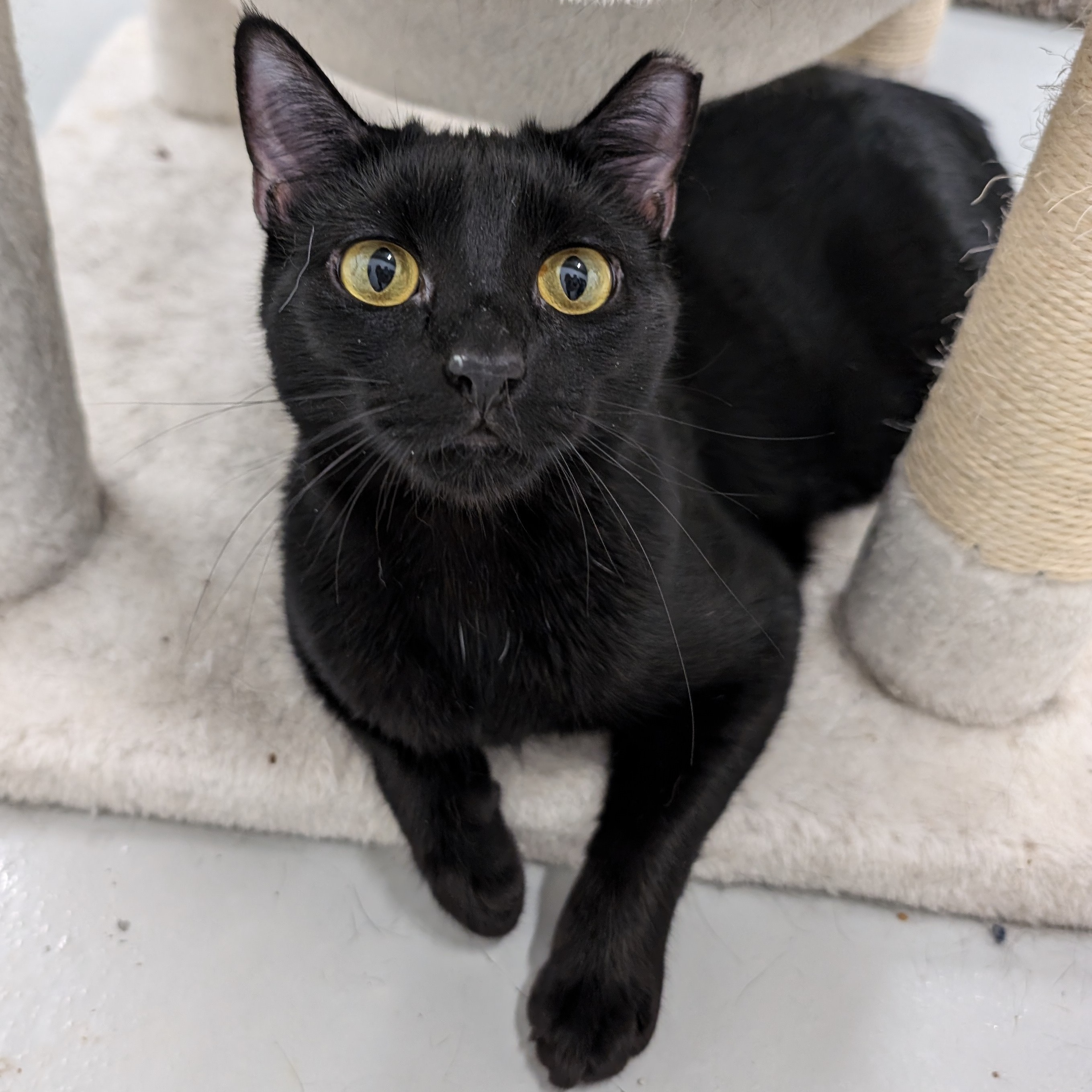 Misty Blue, Adoptable, Young Female American Shorthair.