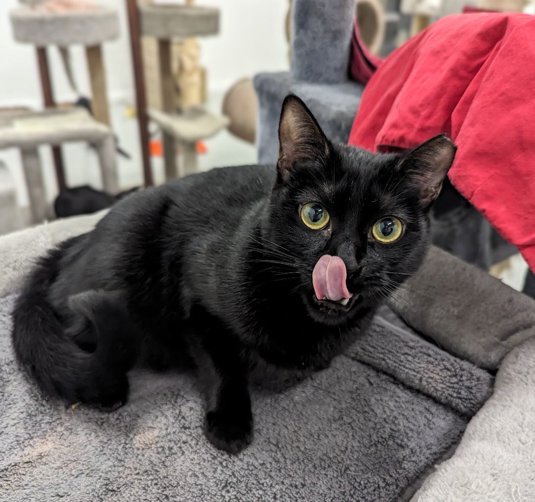 Misty Blue, a Adoptable American Shorthair in West Palm Beach, FL image 3/6