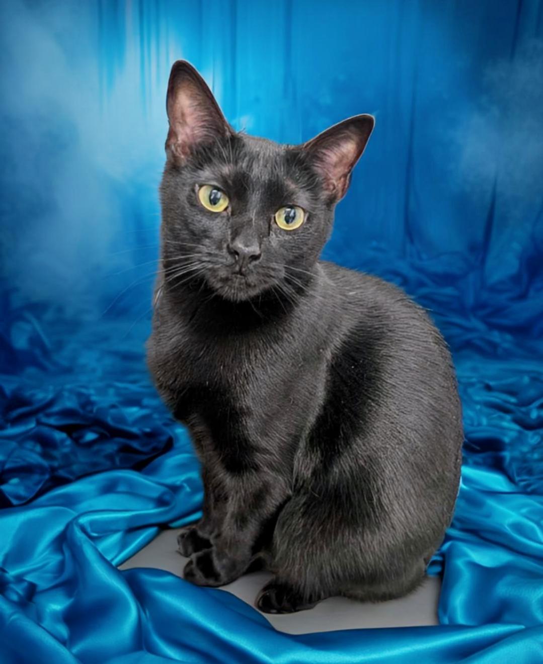Misty Blue, a Adoptable American Shorthair in West Palm Beach, FL image 5/6