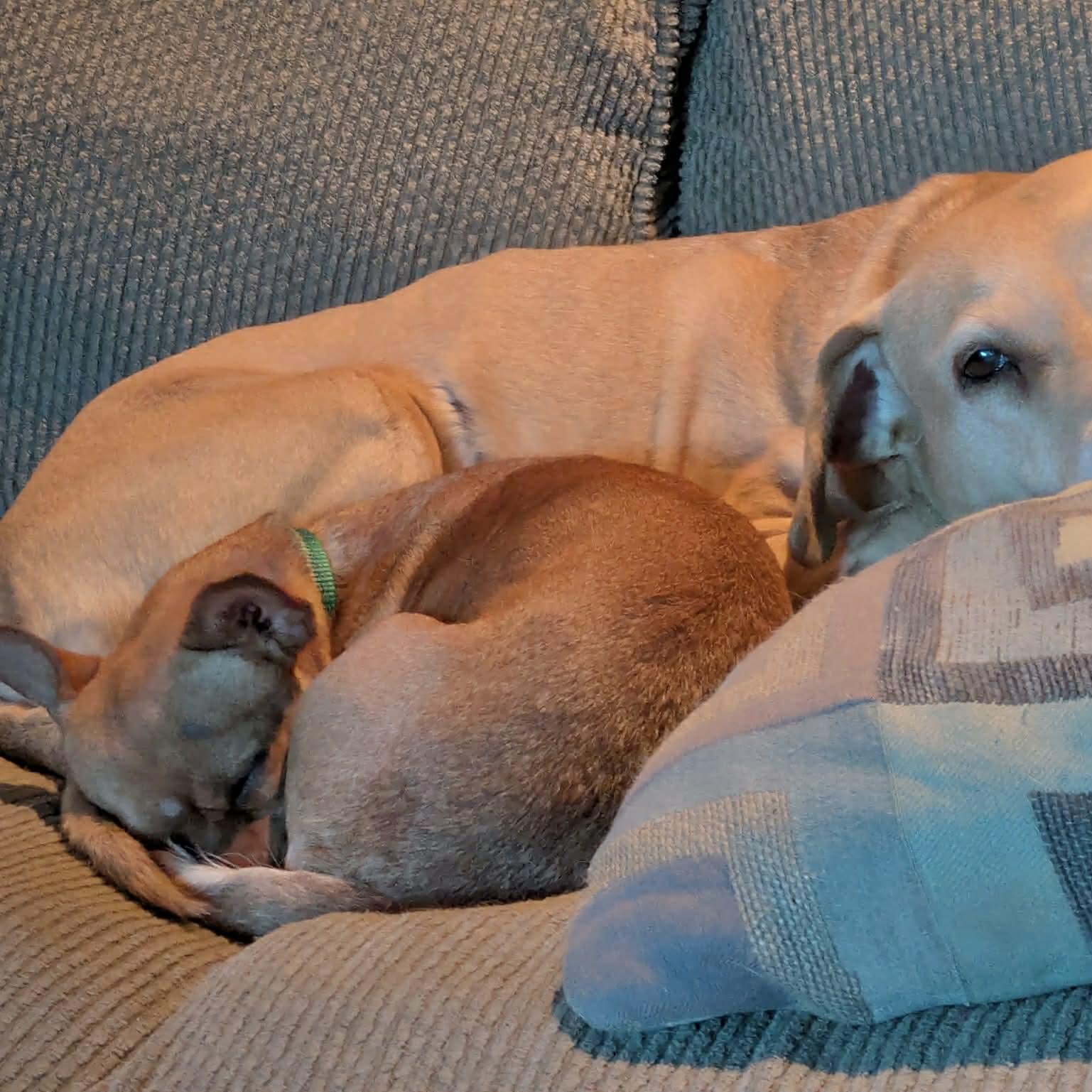 Enlarge Berry, a ADOPTABLE mixed breed in Boulder, CO image 5/6