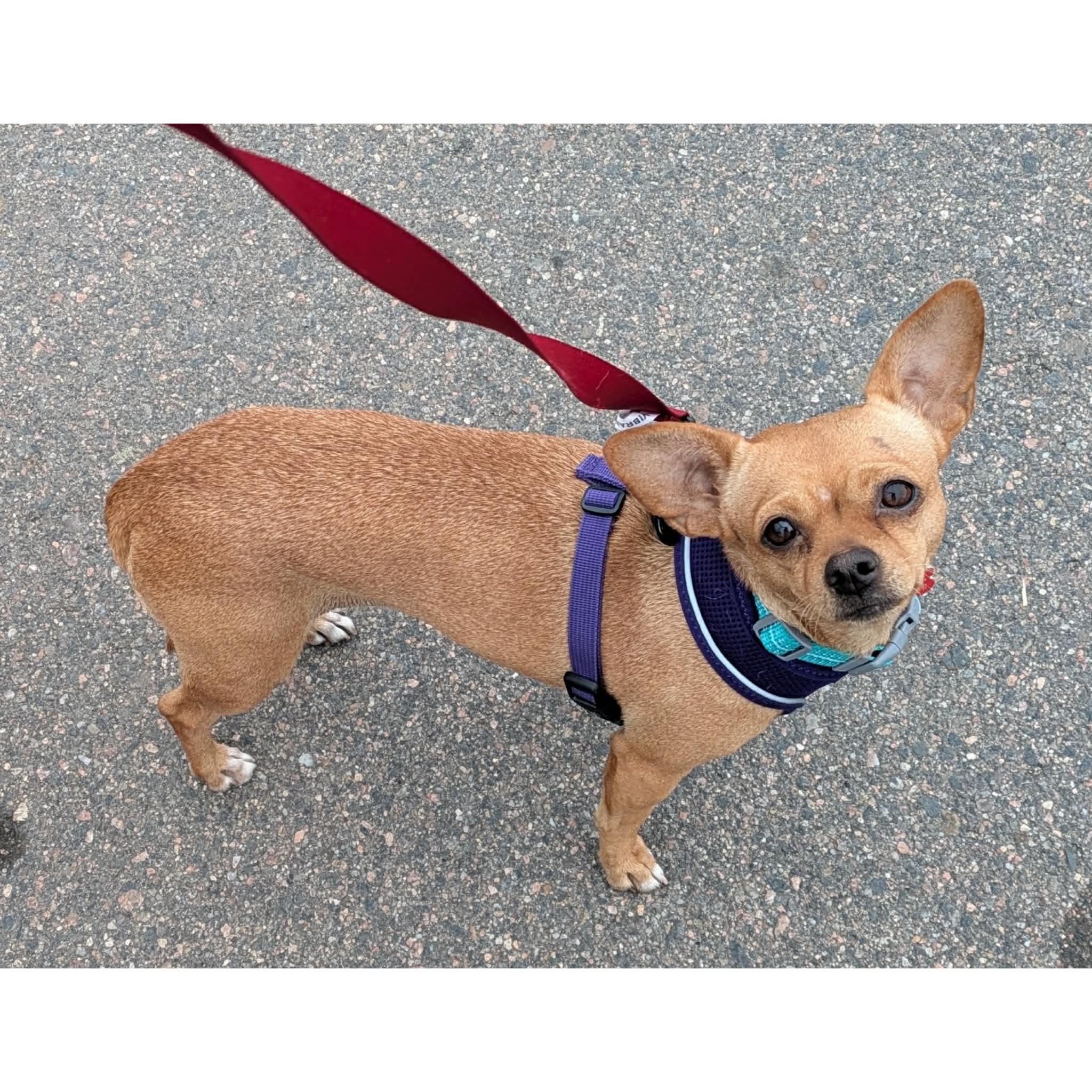 Enlarge Berry, a ADOPTABLE mixed breed in Boulder, CO image 1/6
