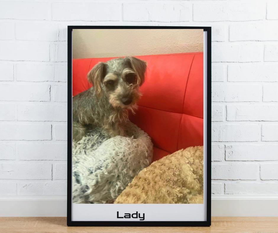 Lady