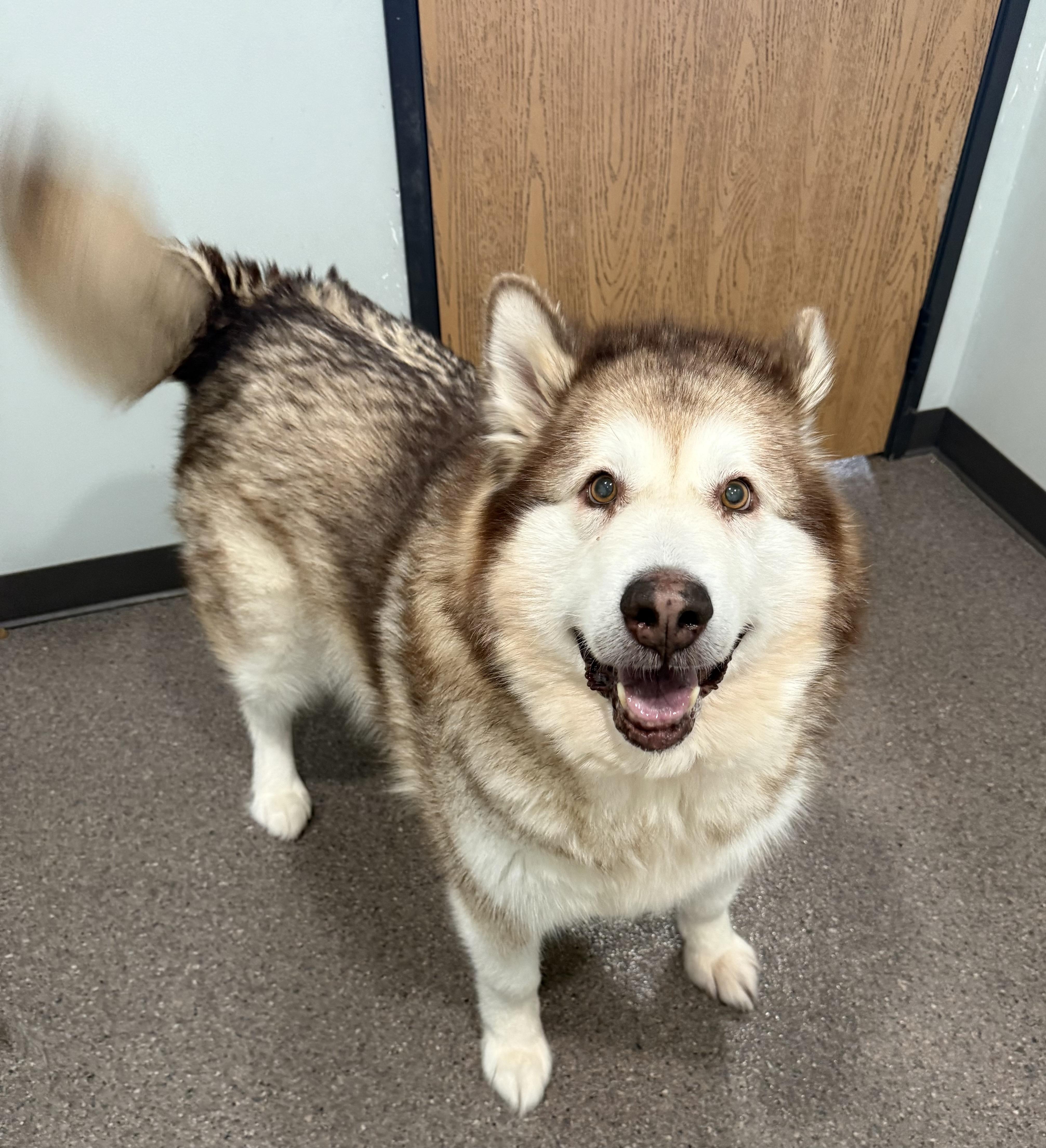 Enlarge Ethel, a ADOPTABLE Alaskan Malamute in Sault Sainte Marie, MI image 1/2