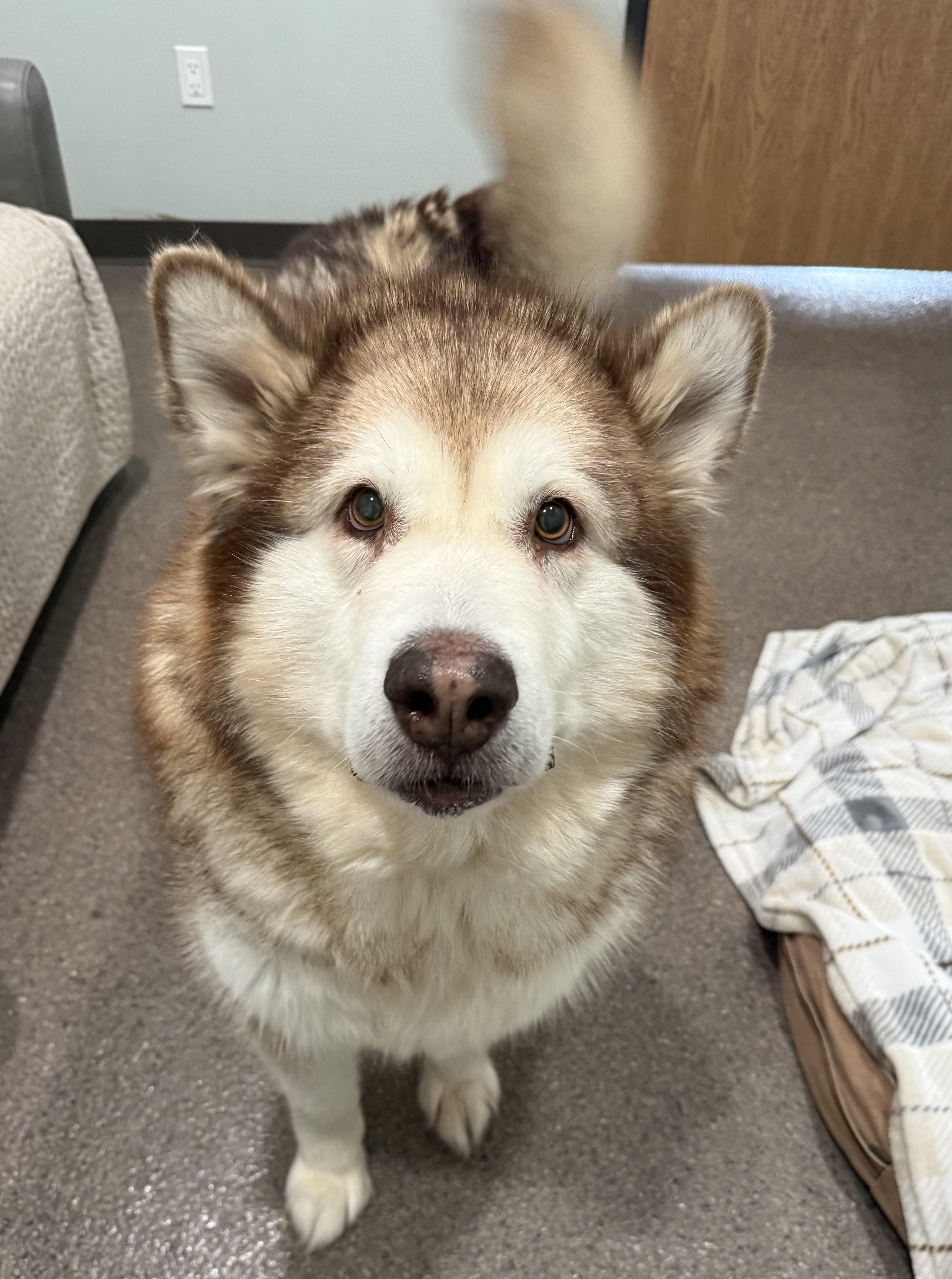 Enlarge Ethel, a ADOPTABLE Alaskan Malamute in Sault Sainte Marie, MI image 2/2
