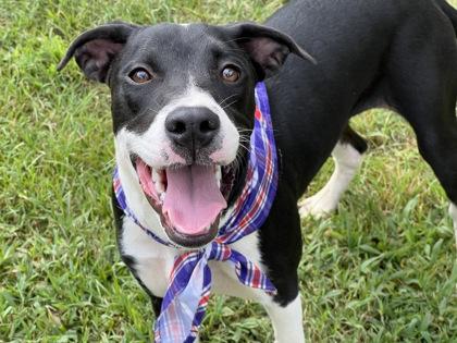 Dawn $50 Fostered, Adoptable, Young Female Border Collie & Mixed Breed.
