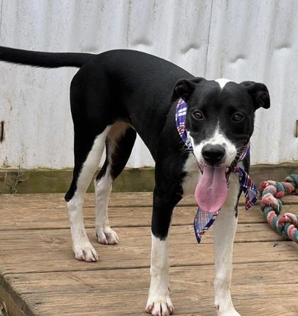 Enlarge Dawn $50 Fostered, a Adoptable mixed breed in Seneca, SC image 2/3
