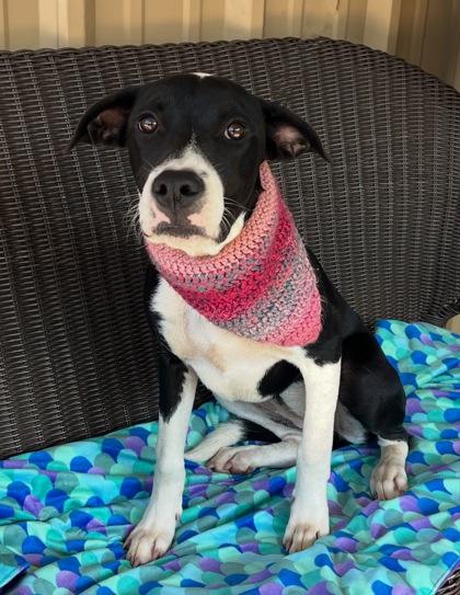 Enlarge Dawn $50 Fostered, a Adoptable mixed breed in Seneca, SC image 3/3