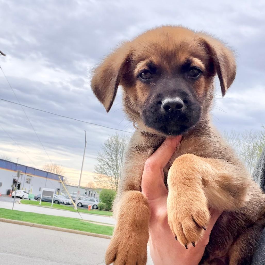 Enlarge Kylo, a Adoptable Shepherd in Saint John, IN image 1/3