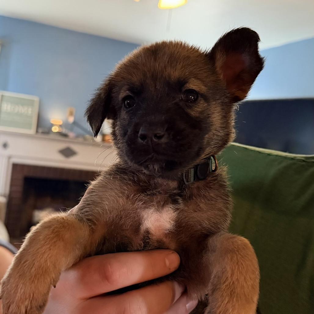 Enlarge Kylo, a Adoptable Shepherd in Saint John, IN image 3/3