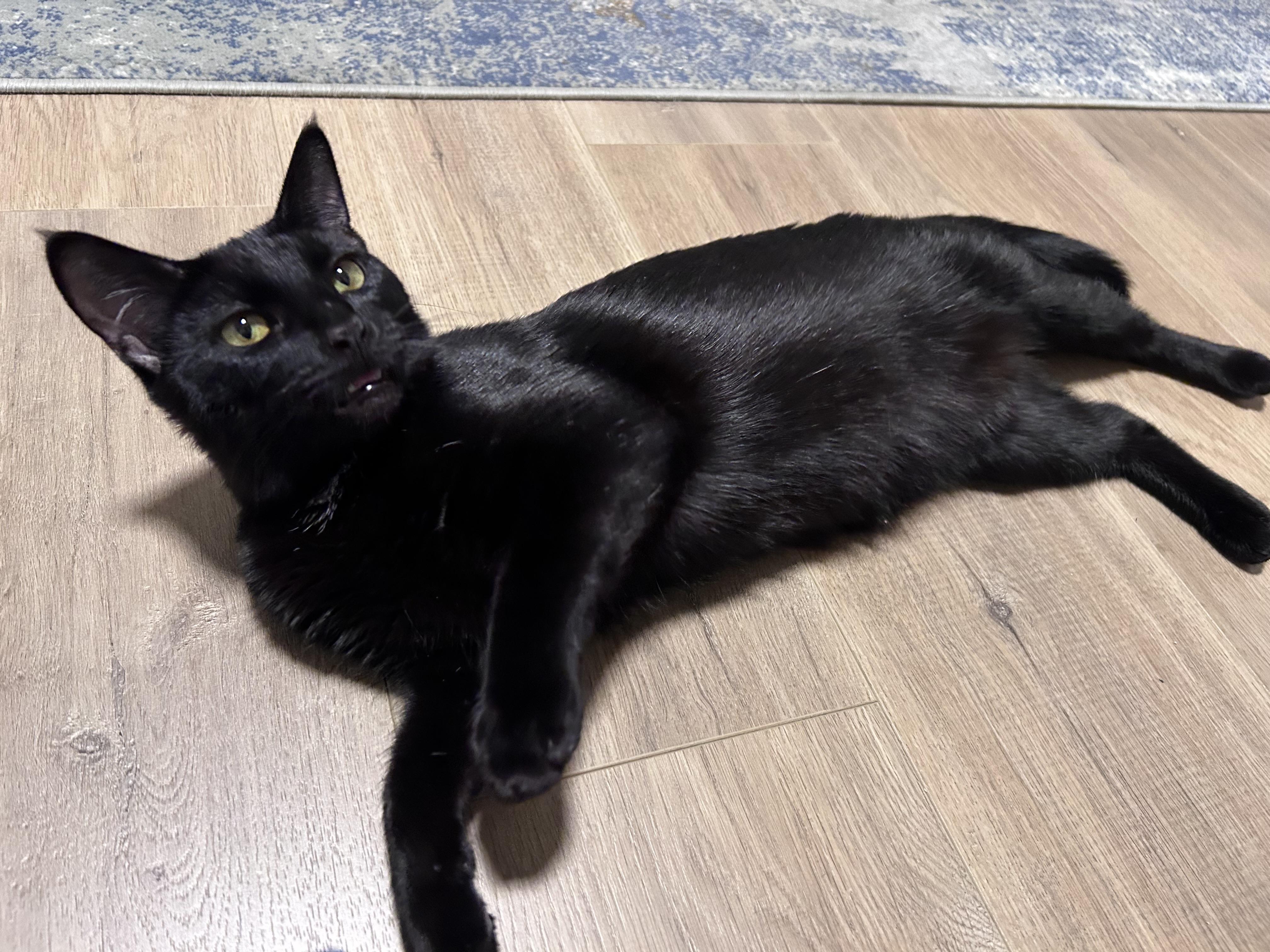 Tallulah, a Adoptable mixed breed in Kamloops, BC image 1/6