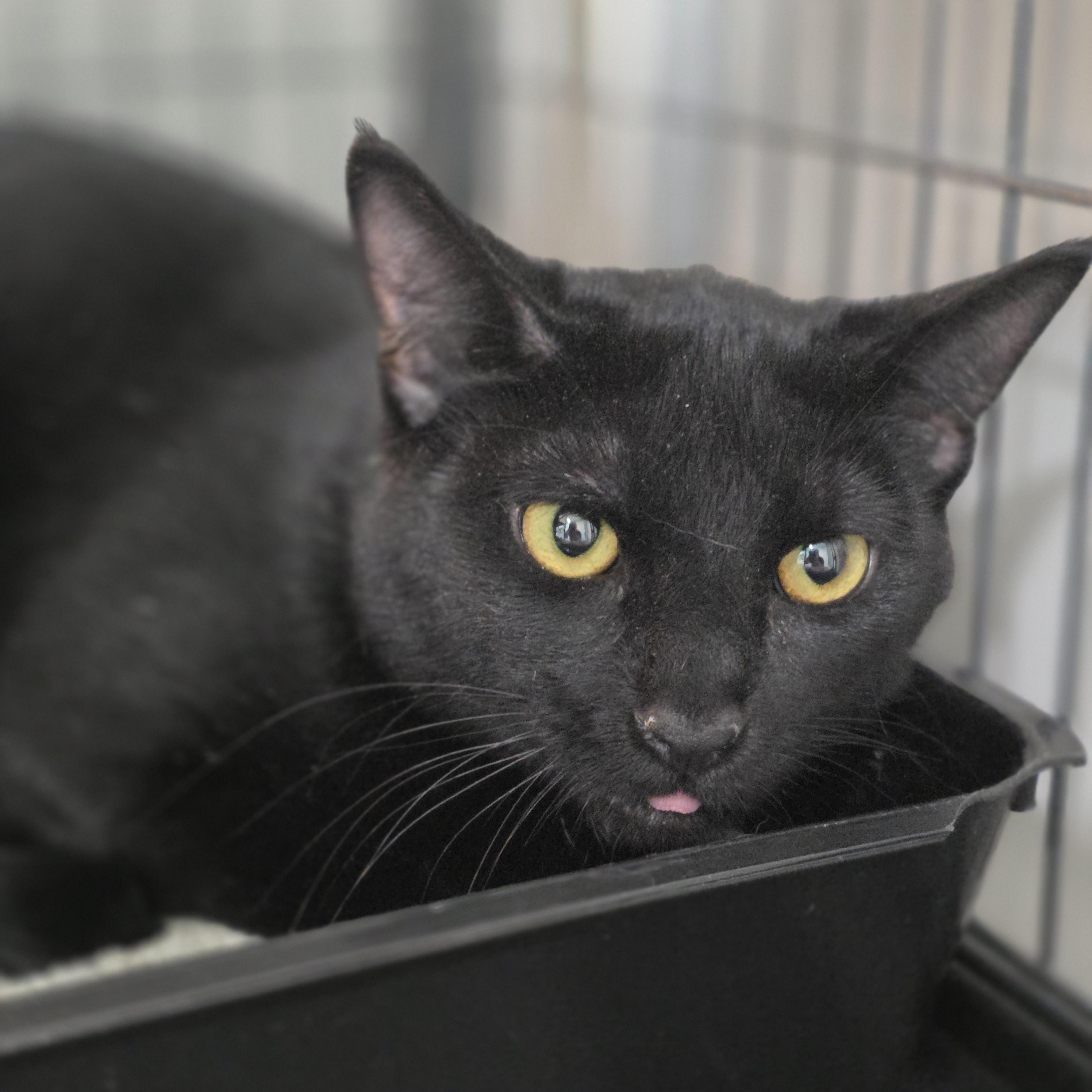 Tallulah, a Adoptable mixed breed in Kamloops, BC image 2/6