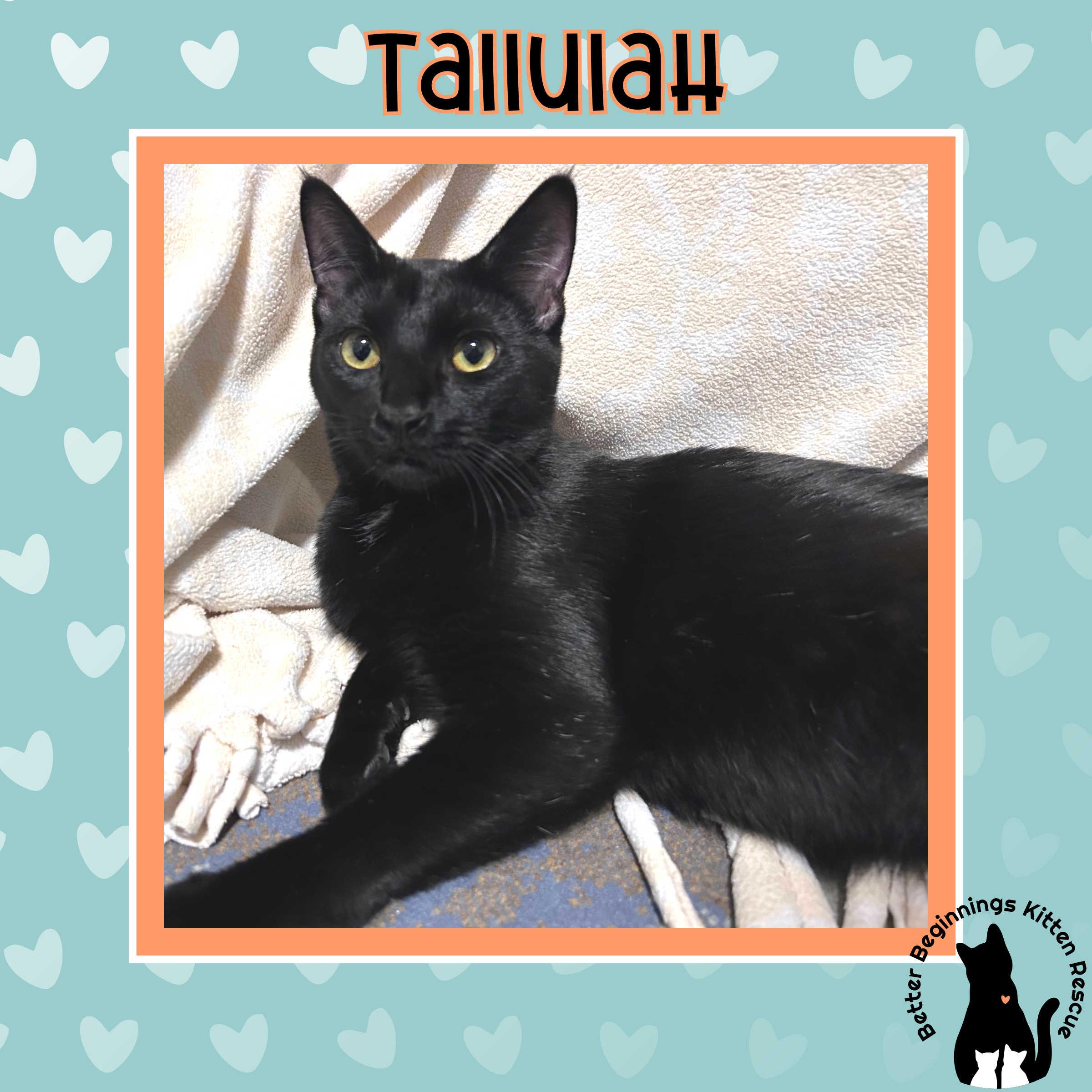 Tallulah, a Adoptable mixed breed in Kamloops, BC image 2/6