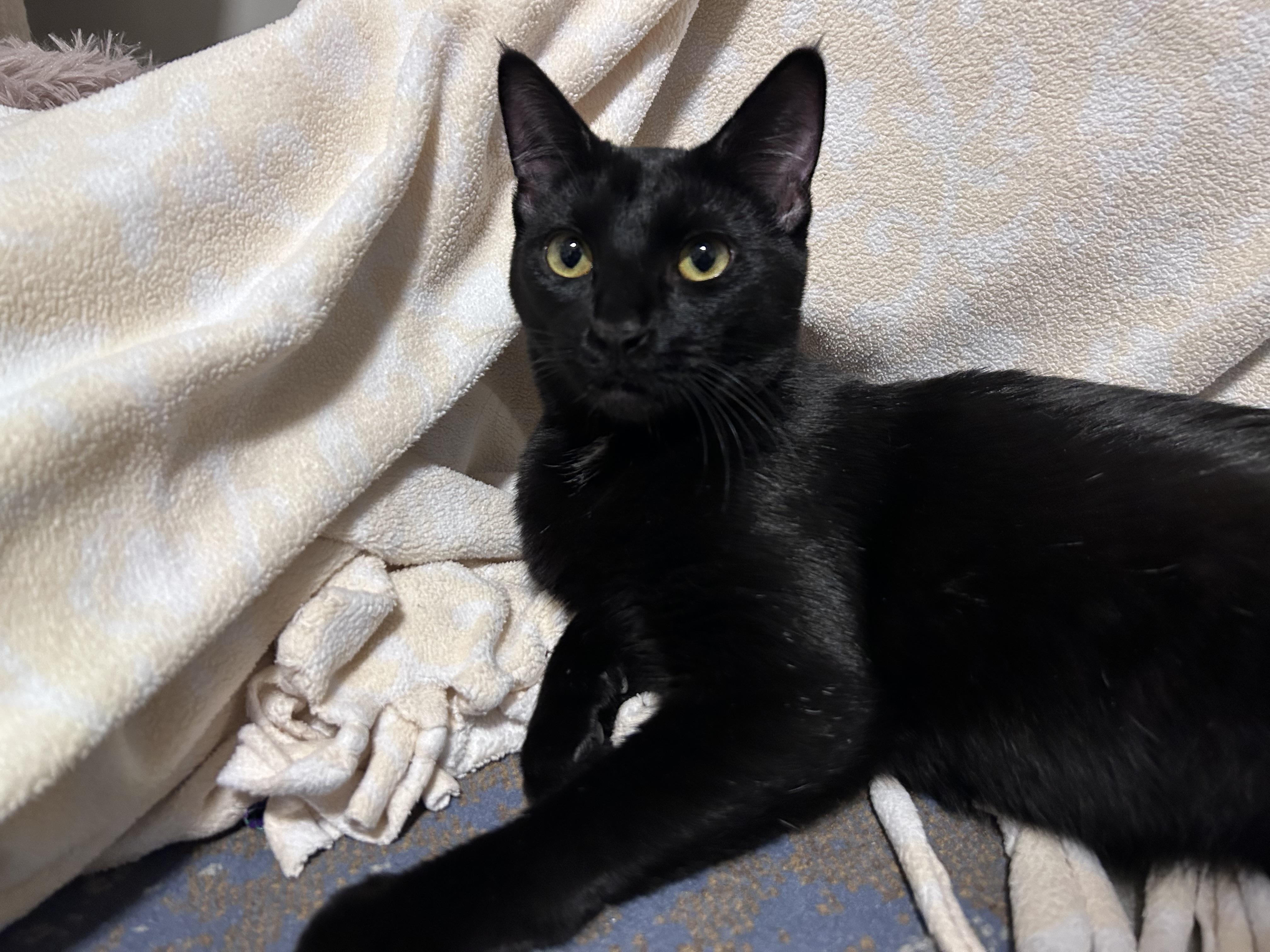 Tallulah, a Adoptable mixed breed in Kamloops, BC image 3/6