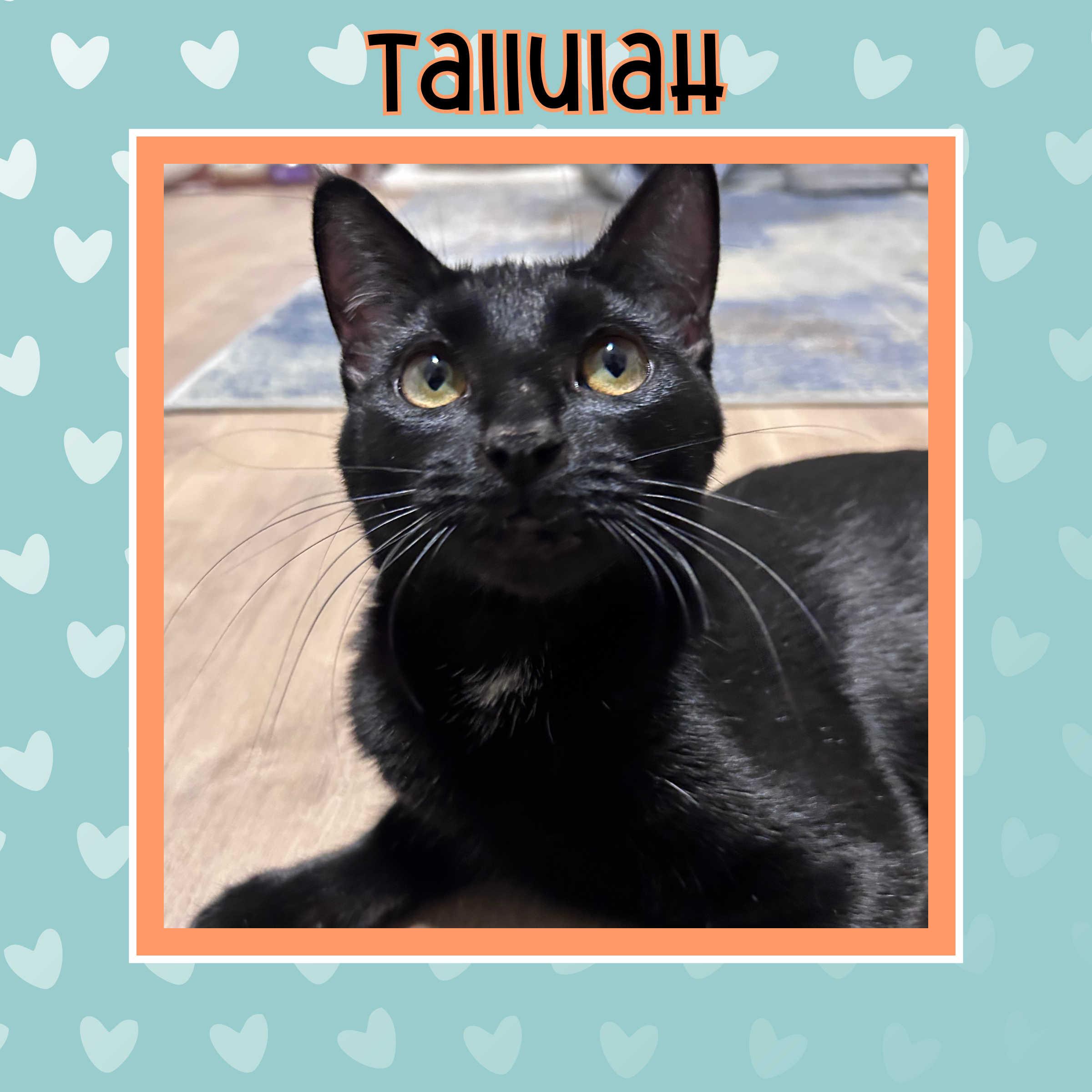 Tallulah, a Adoptable mixed breed in Kamloops, BC image 3/6