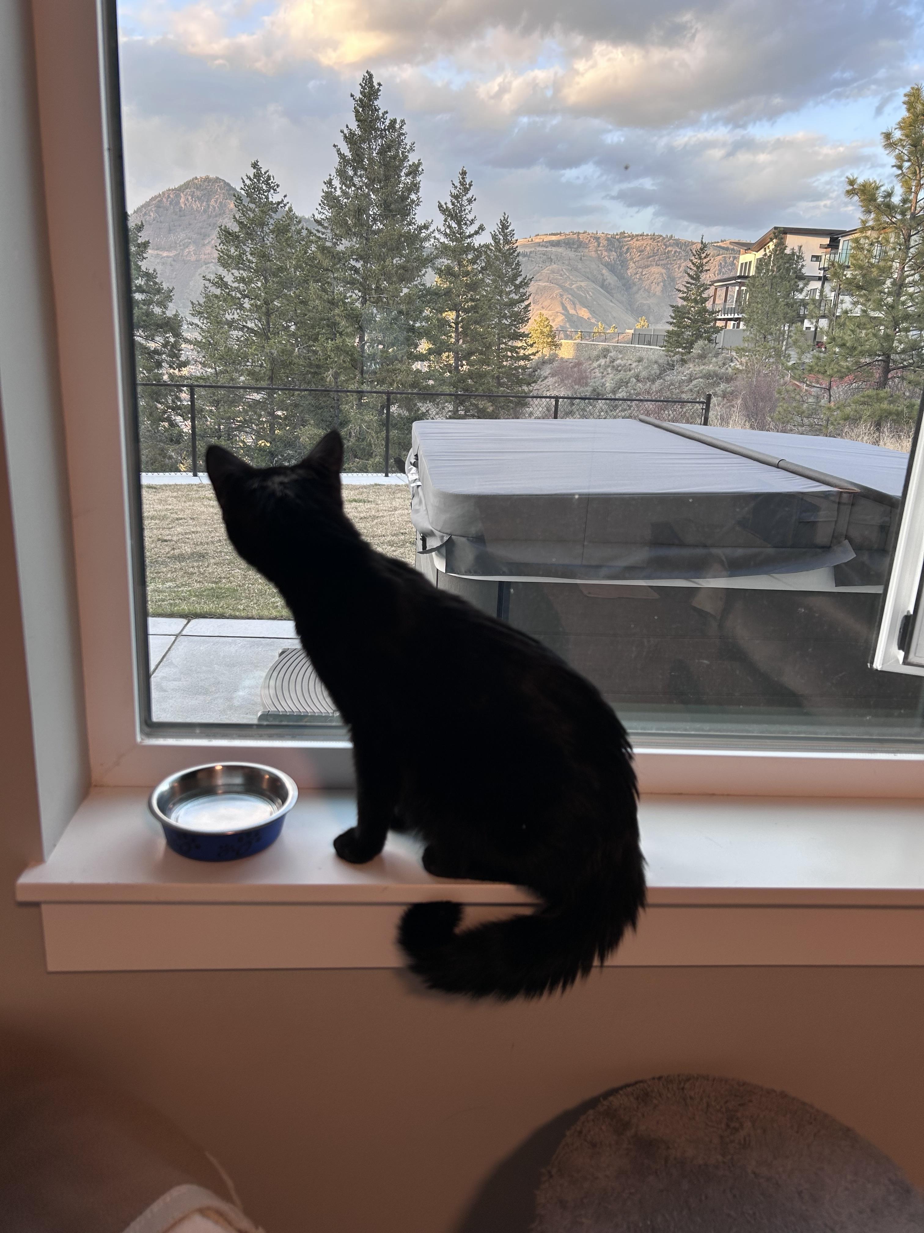 Tallulah, a Adoptable mixed breed in Kamloops, BC image 5/6