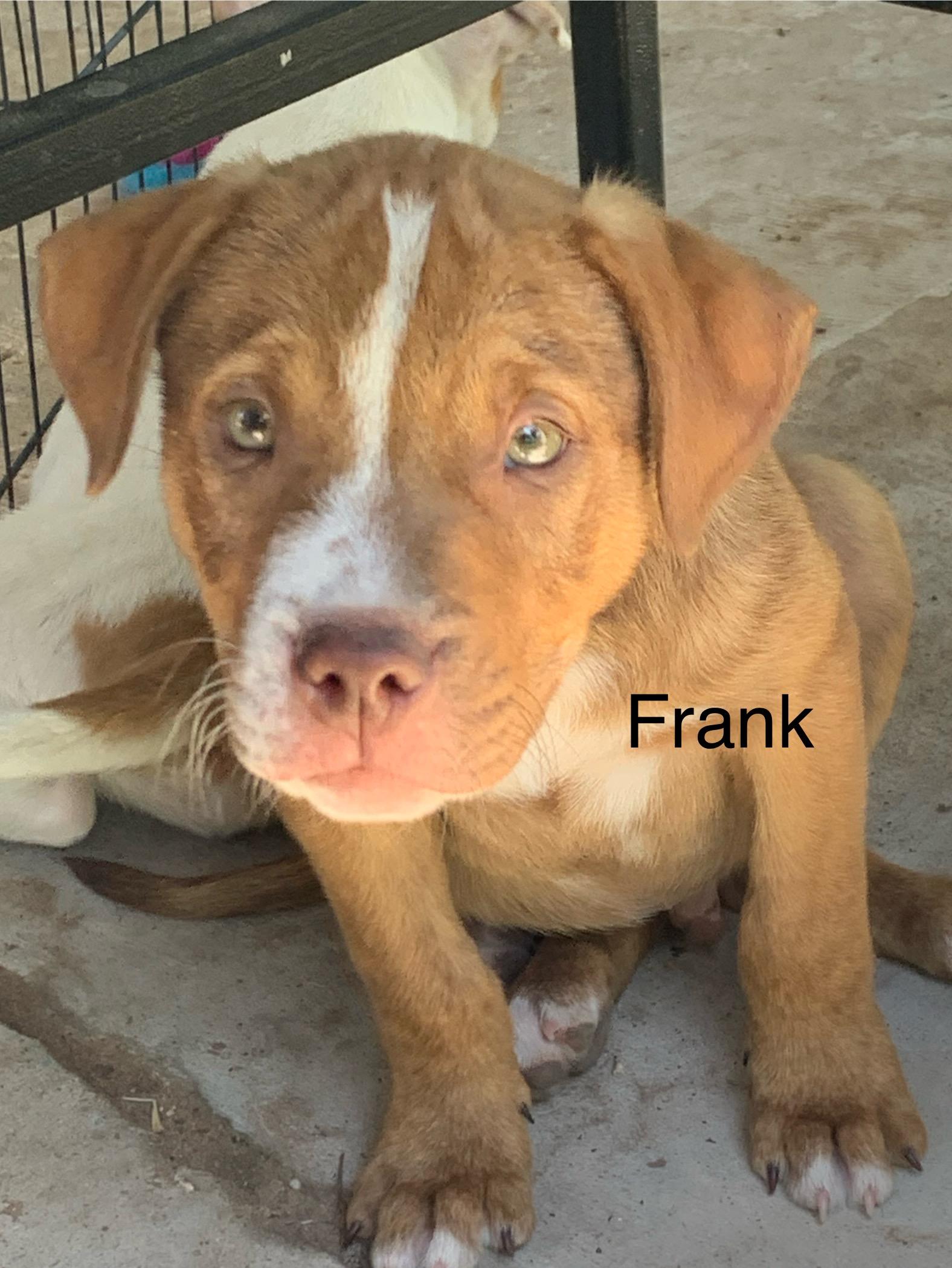 Frank, ADOPTABLE, Puppy Male Mixed Breed.