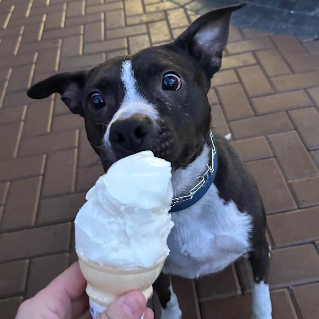 Enlarge Lychee, a Adoptable Pit Bull Terrier in Apache Junction, AZ image 1/6
