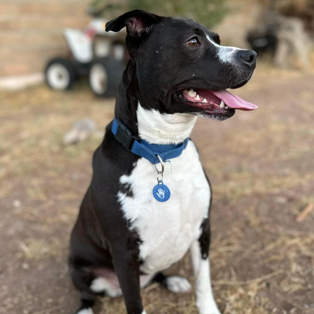 Enlarge Lychee, a Adoptable Pit Bull Terrier in Apache Junction, AZ image 3/6